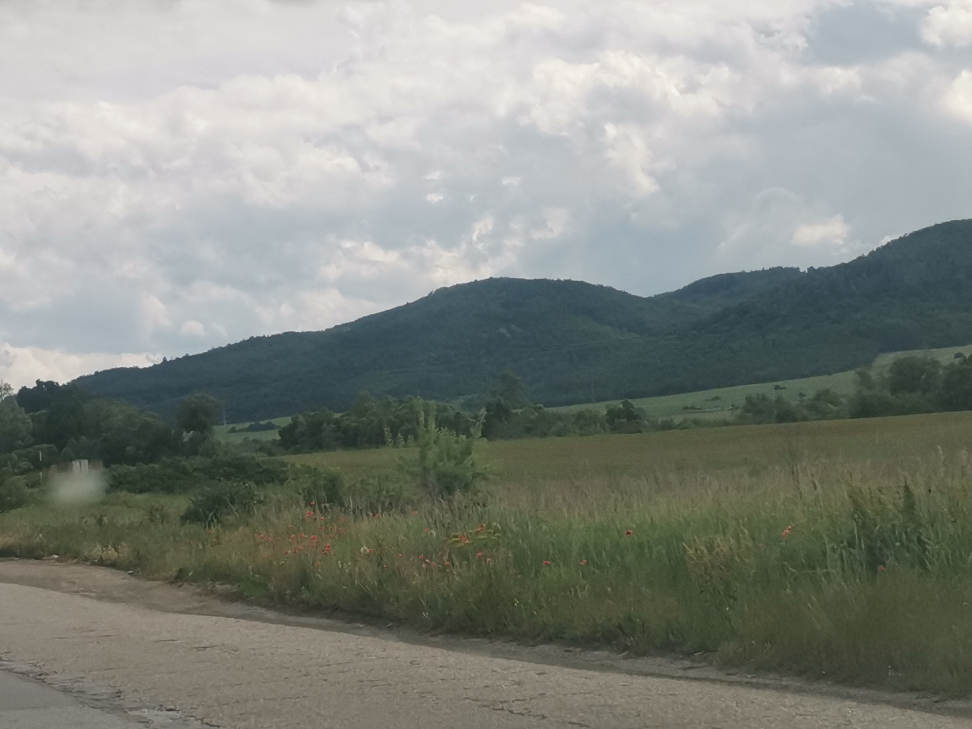 The image presents a serene rural landscape in Mirovo, Bulgaria, captured on what appears to be a cloudy or overcast day. The scene is dominated by natural elements, with no visible human activity or text.
In the foreground, a paved road with visible cracks runs diagonally across the bottom left of the frame. Immediately beside the road is a strip of unkempt grass, varying in shades of green, where several vibrant red flowers, likely poppies, are scattered, adding a touch of color to the otherwise muted palette. This grassy strip transitions into a larger, sprawling field of green vegetation that stretches across the midground.
The background is defined by a series of undulating mountains or large hills, heavily covered with dense, dark green trees. Their contours are soft, blending into the distant horizon. The sky occupies a significant portion of the upper half of the image, filled with expansive, diffused grey and white clouds, indicating an overcast weather condition. The lighting is soft and even, suggesting either a heavily cloudy day or possibly early morning or late afternoon light without direct sunlight. The overall impression is one of natural tranquility and a sense of vast, untouched countryside.