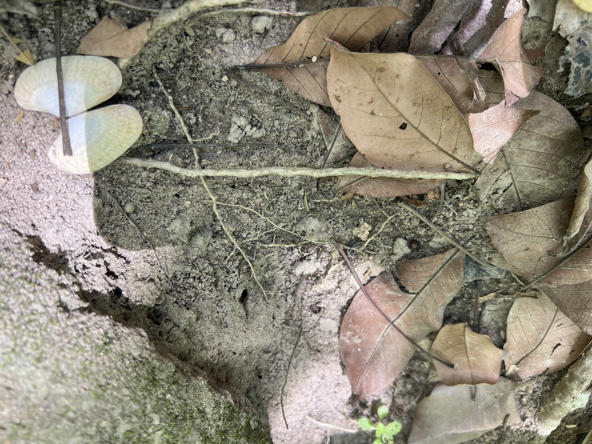 The image shows a close-up, ground-level view of the forest floor in Baan Nok Sai, Thailand. The scene is characterized by dry, fallen leaves and sandy soil, with visible tree roots and a patch of moss on a rock in the upper left corner. A prominent feature is a pair of pale, shell-like objects, possibly seeds or dried fruits, lying horizontally with a thin twig passing through them. The lighting suggests an outdoor environment, likely in shade, with some dappled sunlight illuminating parts of the ground. The overall impression is one of natural decay and the forest floor environment.