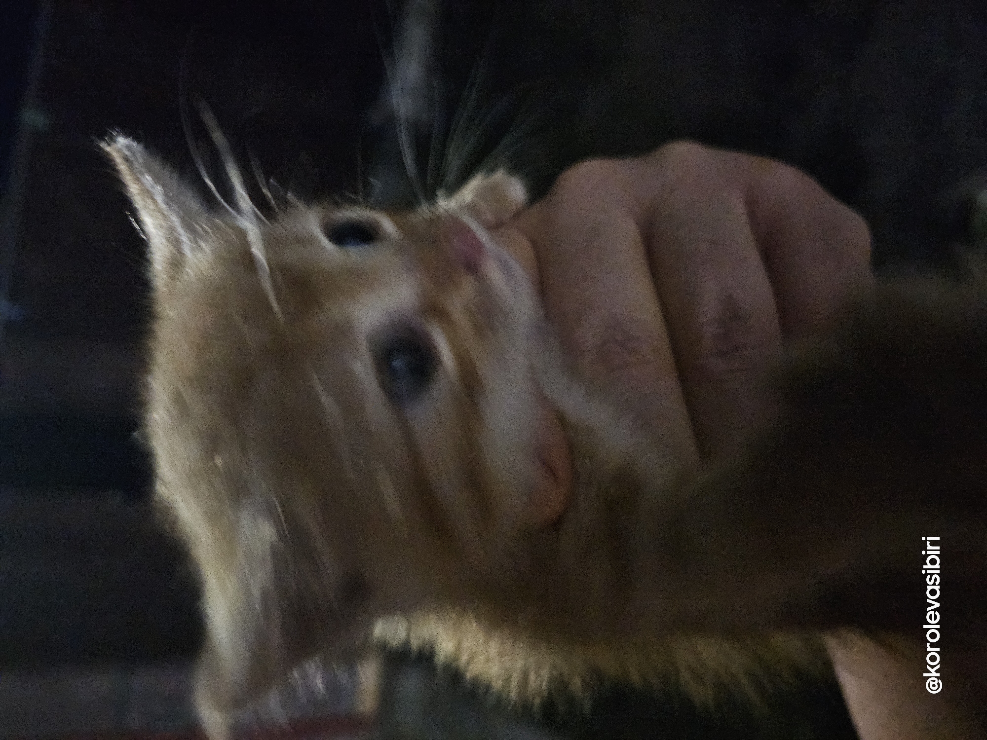 A close-up, slightly blurry, over-the-shoulder shot shows a ginger kitten being held by a person's hand. The kitten's head is tilted upwards, its eyes are wide, and its pink nose is visible. The kitten's fur is a mix of orange and white stripes. The person's hand is holding the kitten gently around its lower jaw. The background is dark and out of focus, with some hints of what appears to be a building or structure. The watermark "@korolevasibiri" is visible in the bottom left corner of the image. The scene is indoors or outdoors at night, given the lighting conditions and dark background. The location is unknown.