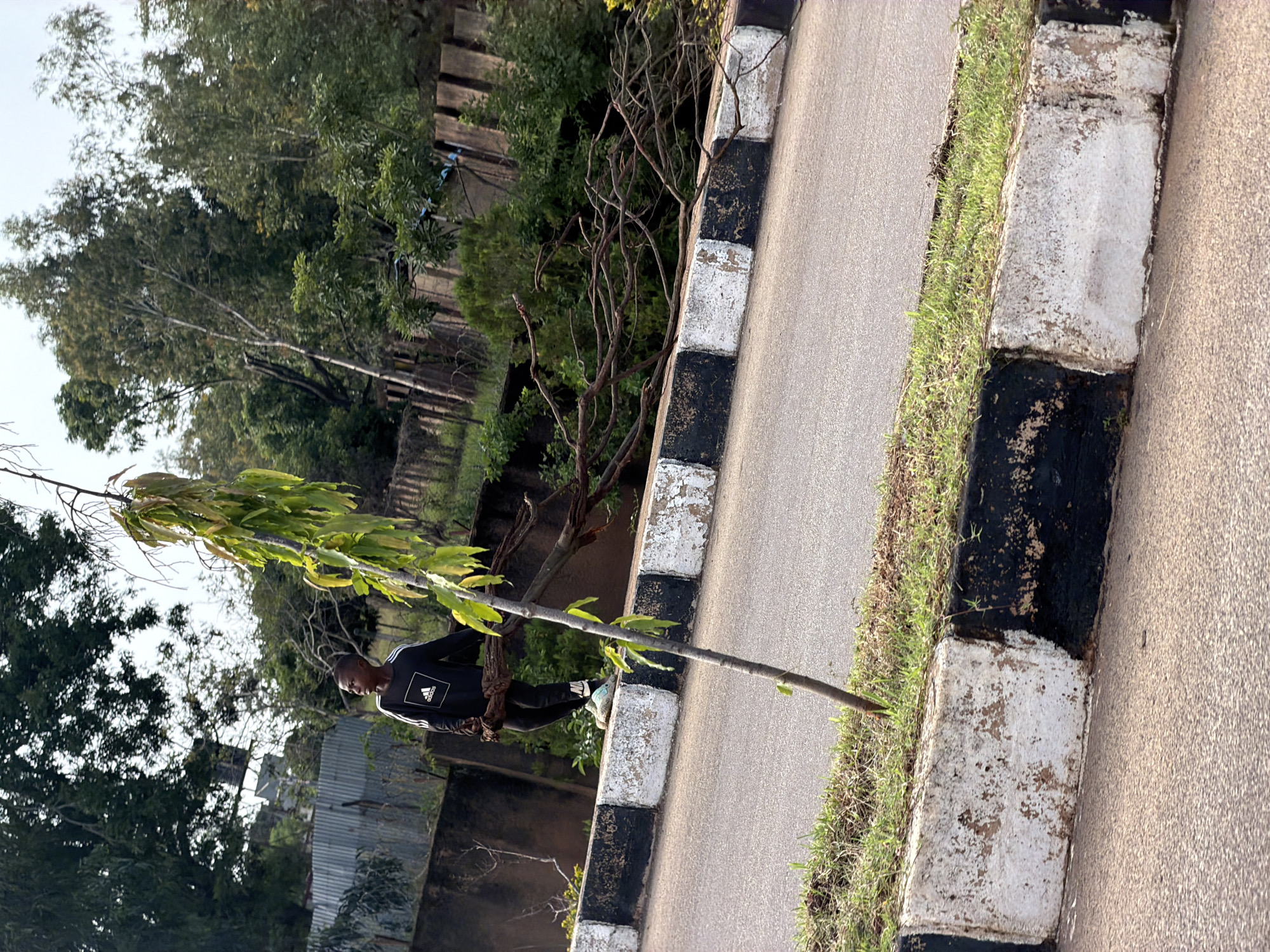 A young Black male wearing a black Adidas sweatshirt and black pants stands on a concrete curb in Gura Top, Nigeria, next to a fallen tree branch. The branch is resting on the curb and is partially obscured by a young tree. The curb is painted with alternating black and white sections. The male is looking to his left and appears to be holding the branch. Behind the curb, there is a paved road, followed by grass and trees. A corrugated metal fence is visible in the background. The sky is overcast.