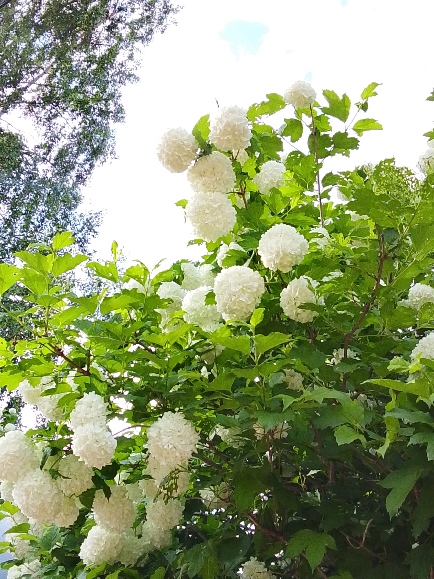 The image captures a lush bush of white snowball viburnum flowers (Viburnum opulus 'Roseum') in full bloom, interspersed with vibrant green leaves. The bush fills much of the frame, its branches extending upwards and outwards. In the upper left corner, a glimpse of other tree branches with finer foliage is visible against a bright sky with some light cloud cover. The lighting suggests it is daytime. The location is Snopok Novyi, Russia. There are no people visible. The interaction is between the plant life and the natural environment.