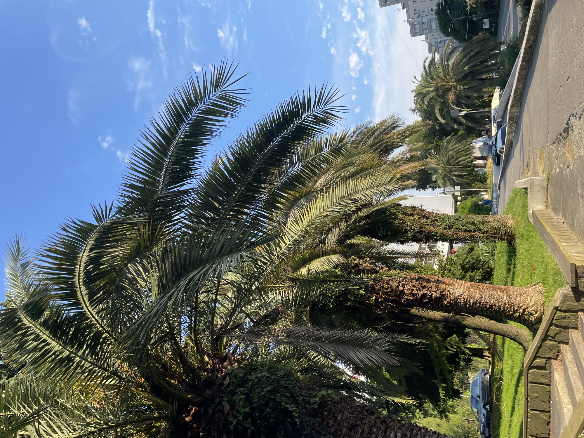 The image depicts a street scene with palm trees in Sochi, Russia. In the foreground, there is a concrete staircase leading up to a grassy area. Several large palm trees line the side of the road, with their fronds extending towards the bright blue sky, which is dotted with scattered white clouds. A gray sedan is parked on the grassy area to the left, partially obscured by trees.
A paved road curves to the right, with several cars parked along its edge. In the background, there are multi-story buildings. A person in a blue shirt and dark pants is walking on the sidewalk. The overall scene suggests a sunny day in a coastal urban environment. The presence of palm trees and the architecture are consistent with the typical appearance of Sochi, a city known for its subtropical climate and resort areas.