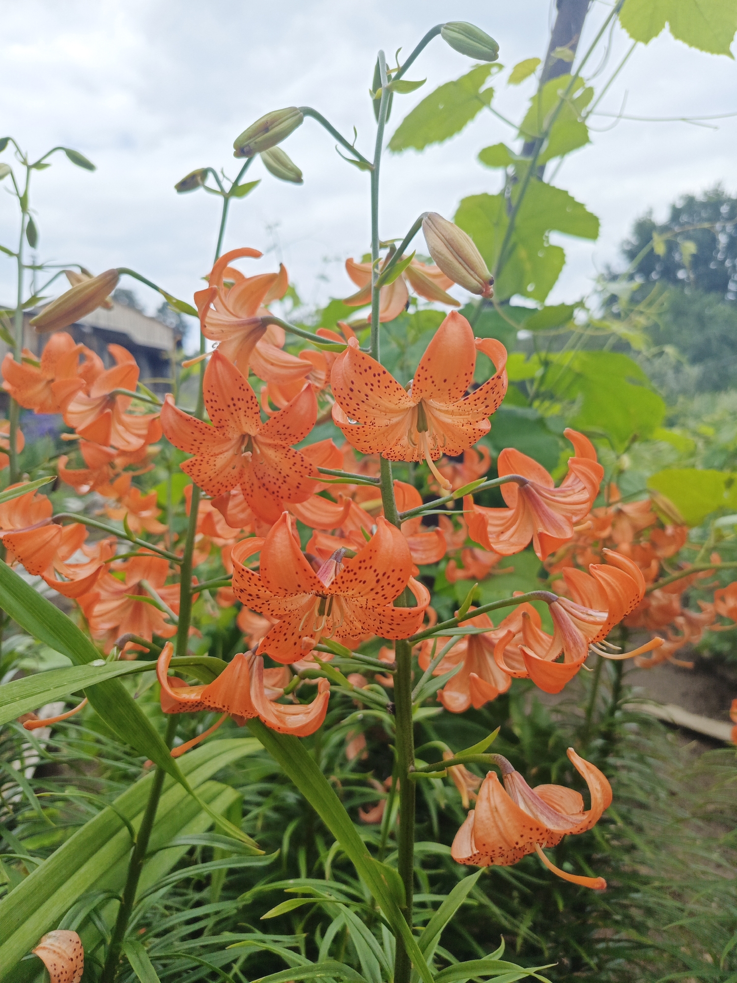 The image is a close-up, eye-level shot of a cluster of vibrant orange Turk's cap lilies (Lilium martagon) in bloom. The flowers have reflexed petals and are adorned with dark brown spots. Several lily buds, elongated and green, are visible, some partially open. The lilies are growing in a garden setting, with lush green foliage surrounding them. In the background, out of focus, are hints of a building with a wooden structure and a fence, suggesting a residential or cultivated area. The sky is overcast with a pale grey hue. The overall scene is natural and depicts a garden in bloom. The location is identified as Kharnavy, Russia. There are no people or animals present in the image, and no specific actions are depicted other than the natural growth of the plants.