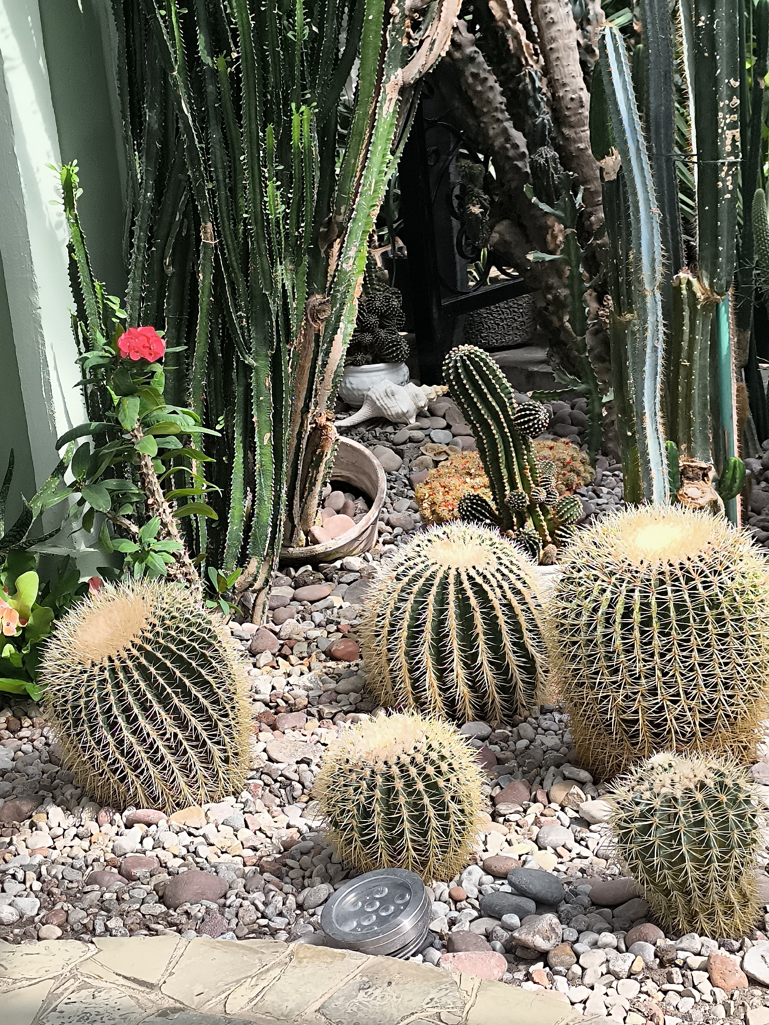 The image displays a collection of cacti and succulent plants, predominantly barrel cacti, arranged in a rocky outdoor setting. The foreground features several large, spherical barrel cacti with prominent yellow spines, surrounded by a variety of pebbles and stones. A small, circular metallic object, possibly a light fixture, is partially visible in the lower foreground. In the background, taller, columnar cacti and other spiky plants create a dense, verdant backdrop. A single bright red flower blooms on a slender green stalk to the left of the frame. The lighting suggests it is daytime, with sunlight casting shadows and highlighting the textures of the plants and ground. The scene appears to be a curated garden or botanical display. This specific arrangement is located within the Kretinga Museum's botanical garden in Kretinga, Lithuania.