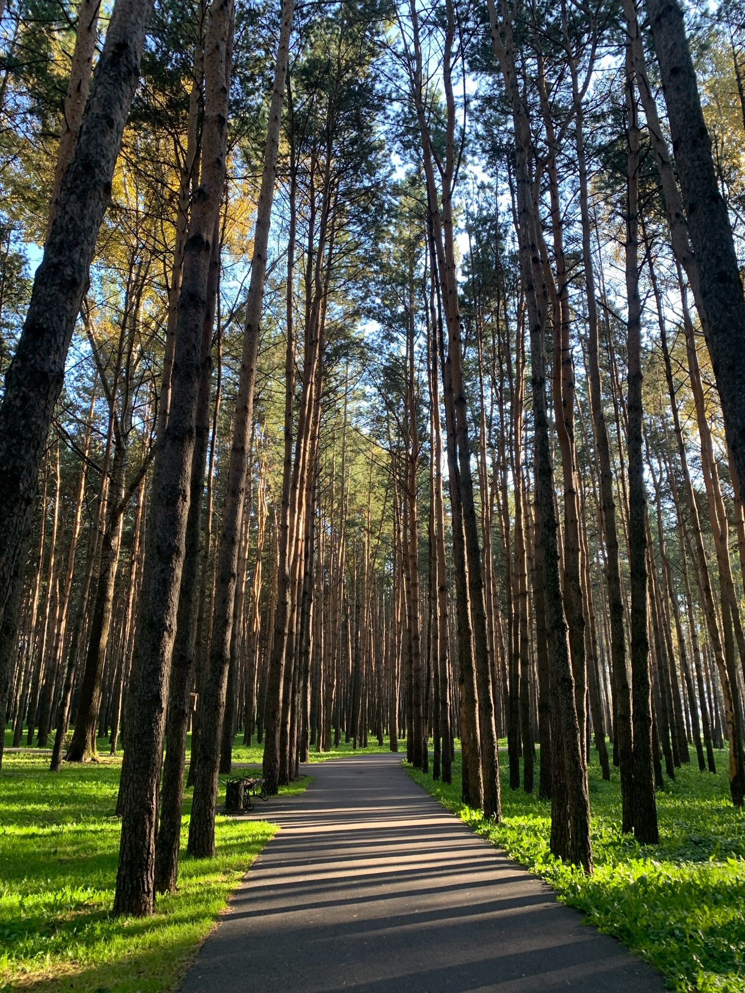 The image shows a pathway through a dense pine forest. Tall, slender pine trees line both sides of the asphalt path, casting long shadows across its surface. The ground on either side of the path is covered in bright green grass, illuminated by sunlight filtering through the trees. In the distance, the trees continue to stretch upwards, with the blue sky visible through the canopy. A single, ornate black bench is visible to the right of the path, nestled among the trees. The scene appears to be a well-maintained park or natural area, likely within the city of Prokopyevsk, Russia, given the context of the prompt. There are no people or animals visible in the image.