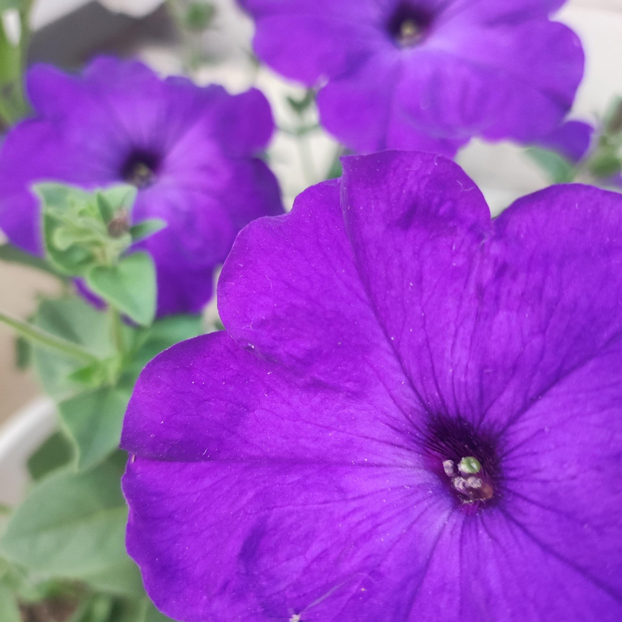This media file is a close-up photograph of several vibrant purple petunia flowers. The image is dominated by the rich purple hues of the petals, with the flowers filling the frame. The focus is sharpest on the largest petunia in the foreground, revealing the intricate veining on its petals and the dark center containing the stamen and pistil. To the left and in the background, other purple petunias are visible, some more in focus than others, creating a sense of depth. Green foliage and stems are present, particularly in the mid-left of the image, adding a contrasting color and texture. The lighting appears to be natural, suggesting daylight, possibly a sunny day given the brightness and clarity of the colors. The background is soft and out of focus, with hints of white and a light beige, suggesting the flowers might be in a pot or garden setting. There is no text visible in the image. The overall mood is one of natural beauty and vibrancy, highlighting the delicate yet striking appearance of the petunias. The location context of Navoloki, Russia, provides a geographical setting for this image of blooming flowers.