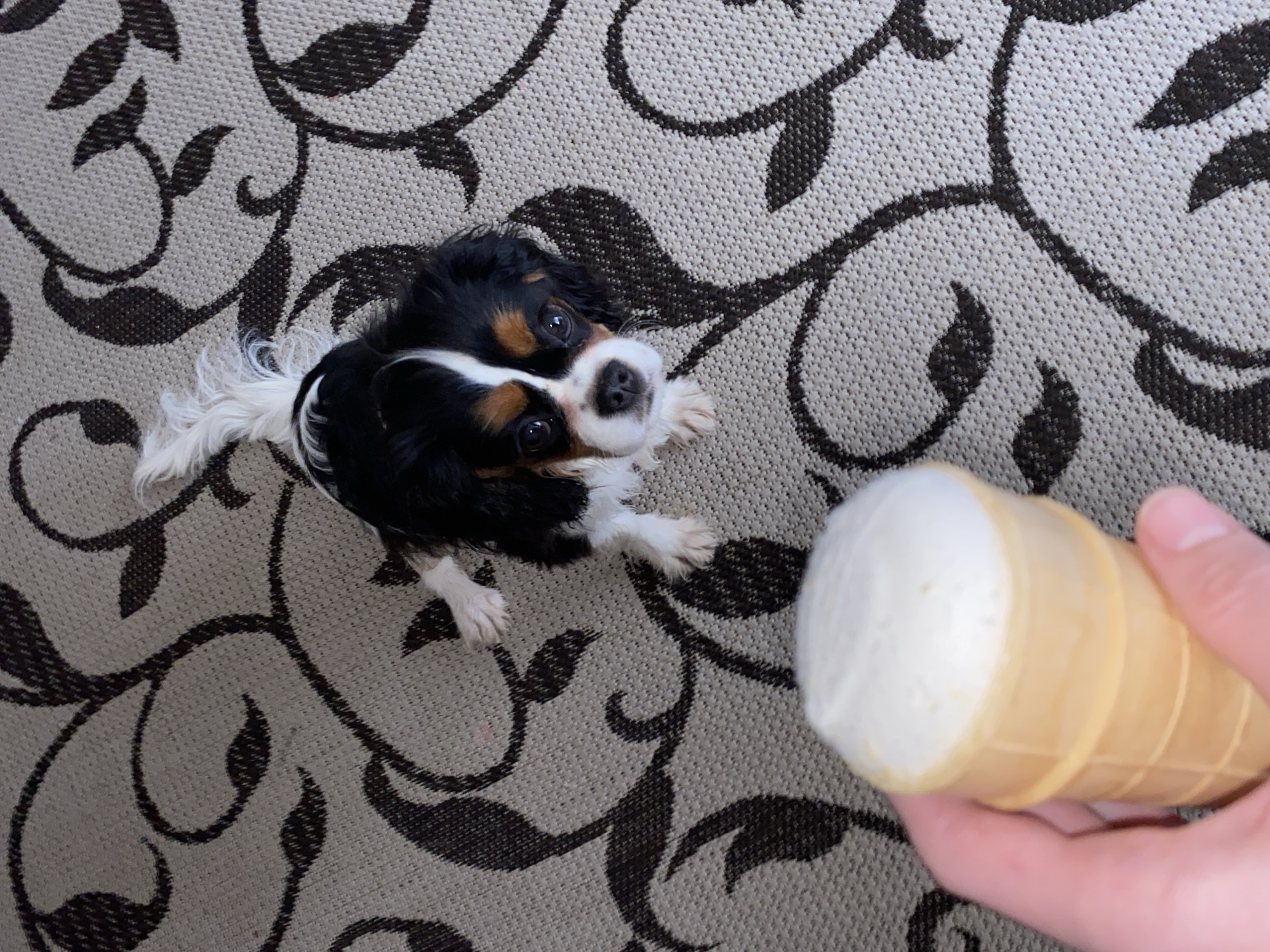 A high-angle indoor shot captures a small, tricolor Cavalier King Charles Spaniel puppy looking up intently at a human hand holding an ice cream cone. The dog, predominantly black and white with tan markings on its face and ears, is positioned in the lower-left quadrant, sitting on a patterned carpet with its front paws slightly raised in an eager posture. Its dark eyes are fixed on the ice cream.
The human hand, appearing from the lower-right corner, holds a light brown waffle cone topped with a generous scoop of white ice cream, likely vanilla. The ice cream cone is held low, close to the dog's eye level, suggesting an offering or a teasing gesture.
The setting is a room in Votkinsk, Russia, indicated by the provided context. The floor is covered by a light grey or beige carpet adorned with a repeating dark brown, ornate floral or vine-like pattern. The lighting is bright and even, typical of an indoor environment during the day, creating no harsh shadows. The overall mood of the image is one of playful interaction and canine anticipation. There is no visible text in the image.