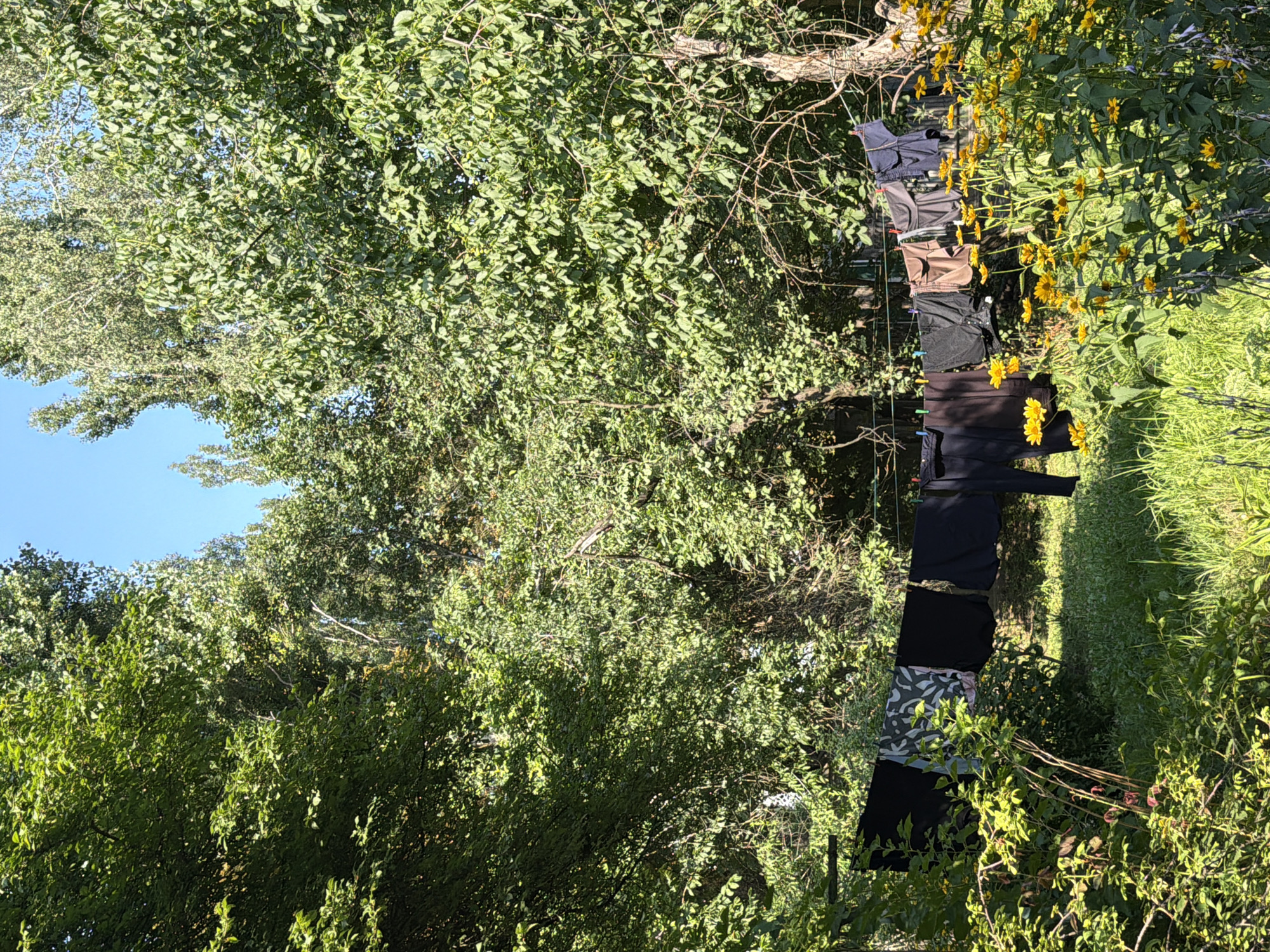 The image depicts a clothesline strung between trees in a verdant, sun-drenched outdoor setting. Several items of clothing, including black pants, a patterned garment, and various shirts and trousers in shades of black, brown, and blue, are hanging to dry. The clothesline is secured with clothespins. In the foreground, a patch of tall green grass and a vibrant cluster of yellow wildflowers with green foliage are visible. The background is dominated by dense green foliage of tall trees and a clear blue sky. The overall impression is that of a domestic scene set in a natural, possibly rural or suburban environment. There is no indication of the city of Kyiv, Ukraine, in the image itself.