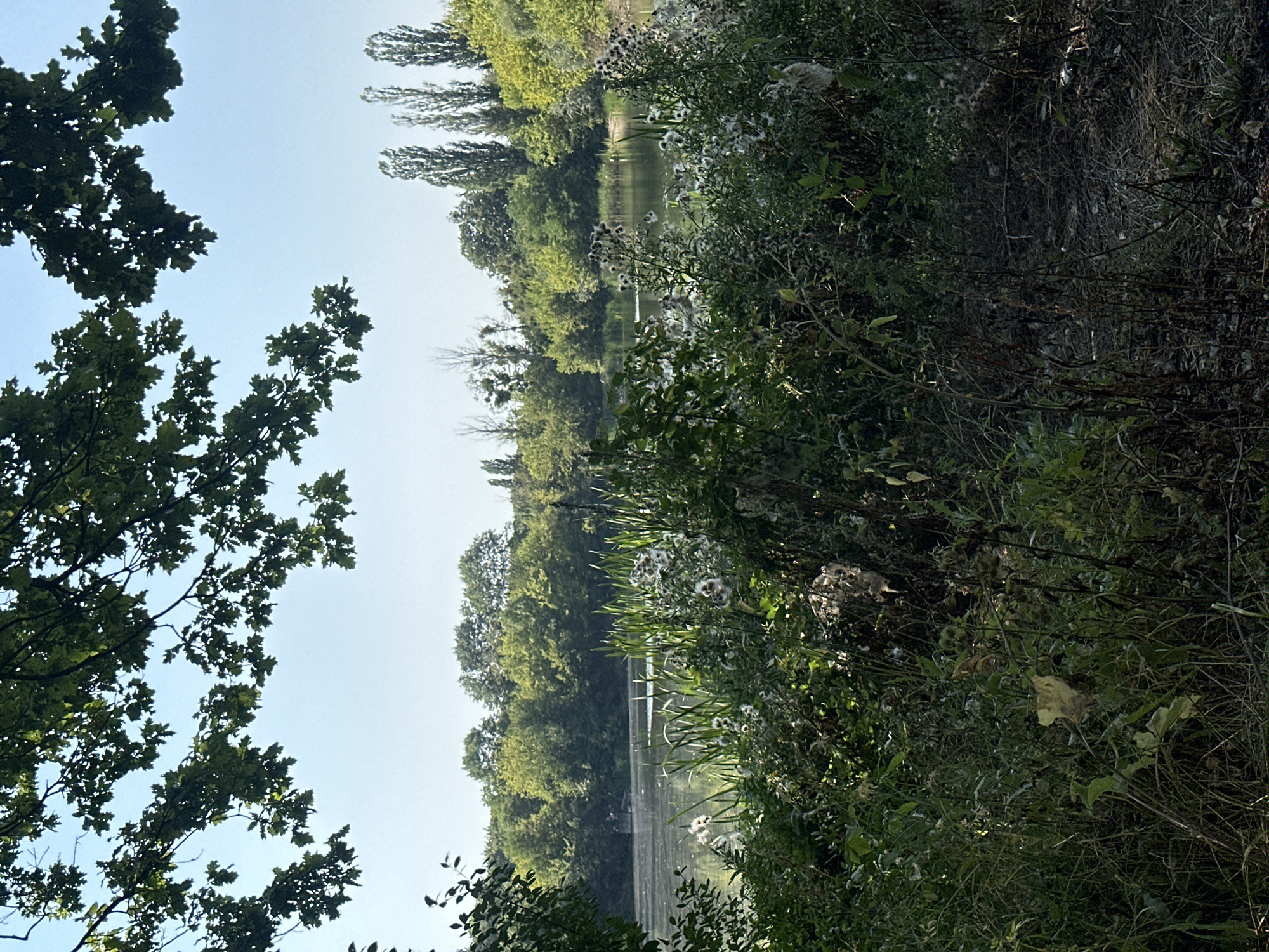 In Shatava, Ukraine, this image captures a serene natural scene with a focus on a tranquil body of water bordered by lush greenery. The foreground is dominated by dense vegetation, featuring a variety of plants, including tall grasses and wildflowers with fluffy seed heads, some appearing dry and wispy, others in bloom with small white florets. Sunlight filters through, highlighting the textures and colors of the foliage, with some leaves appearing dry and yellowed.
In the mid-ground, a calm lake or river stretches out, its surface reflecting the clear, pale blue sky. The water is bordered by a dense line of trees on the opposite bank, forming a verdant backdrop. These trees are a mix of deciduous types, with vibrant green canopies that create a sense of depth and natural beauty. Tall, slender trees, possibly poplars, stand out against the horizon, adding vertical interest to the landscape.
The overall atmosphere is peaceful and idyllic, suggesting a secluded natural setting within or near Shatava. The image evokes a sense of quietude and the unspoiled beauty of nature.