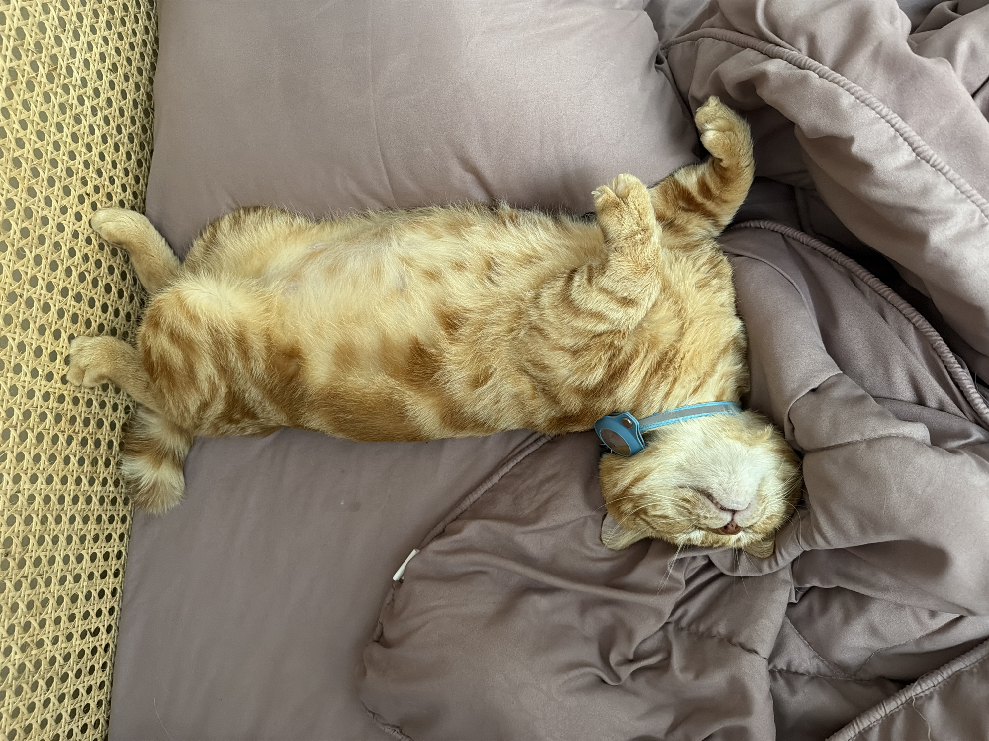 An orange tabby cat wearing a blue collar lies on its back on a purple cushioned surface. The cat's belly is exposed, and its paws are curled upwards. The cat appears to be sleeping. To the left of the cat is a woven rattan surface. The cat and cushion rest on the bed of an unidentifiable type. The image was taken in Ungasan, Indonesia.