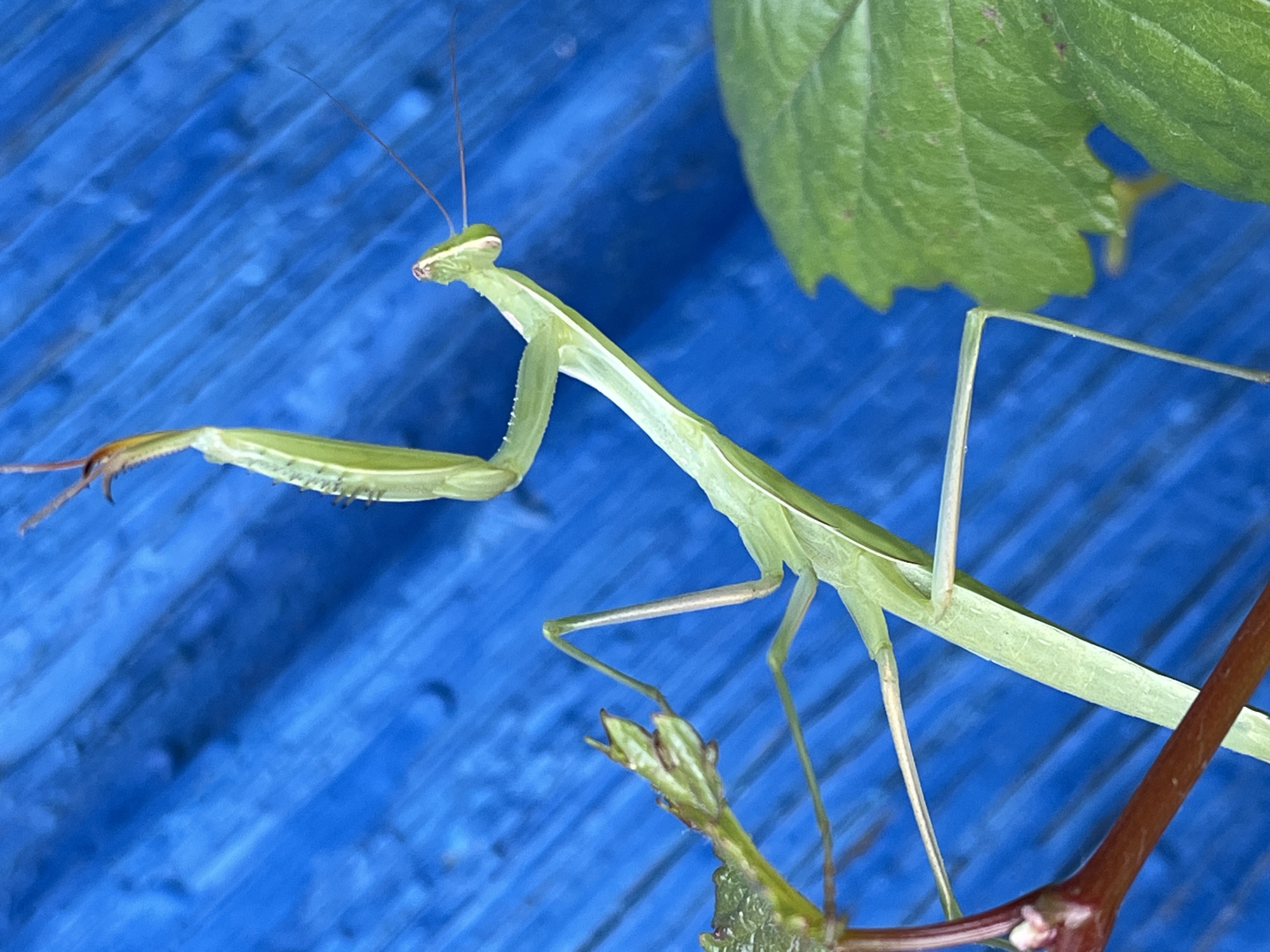 A praying mantis is perched on a branch against a bright blue background. The praying mantis is green and elongated, with its forelegs raised in a characteristic predatory stance. Its head is triangular and tilted slightly, with large compound eyes visible. The branch is thin and brown, with a few small green leaves attached. The background appears to be a textured blue surface, possibly painted wood or plastic, with diagonal lines suggesting a slatted or ribbed texture. The image is a close-up shot, focusing on the praying mantis and its immediate surroundings. The location in the city of Krasnyye Barrikady, Russia is not depicted in the image.