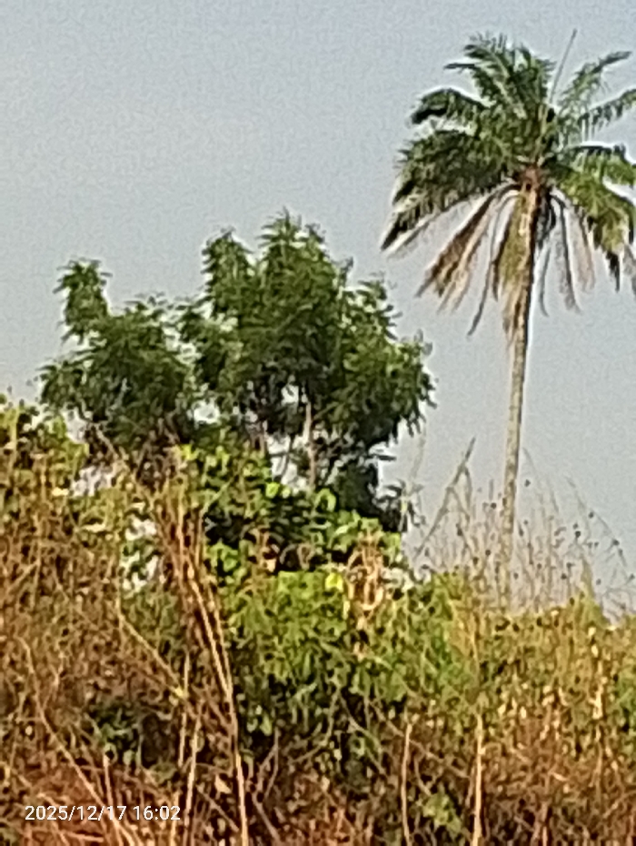 The image displays an outdoor natural landscape featuring diverse vegetation under a clear, light grey sky. In the mid-ground and extending into the foreground, a cluster of lush green broadleaf trees is prominent, partially obscured by lower layers of dry, brownish, and bushy plants or tall grass. To the right, a tall, slender palm tree stands, characterized by a crown of green fronds at its apex and several dry, drooping fronds below. The sky above is uniformly bright and lacks distinct cloud formations, suggesting either an overcast day or a hazy late afternoon.
A digital timestamp "2025/12/17 16:02" is visible in the bottom left corner, indicating the photograph was taken on December 17, 2025, at 4:02 PM. No people or specific events are depicted; the scene is a static view of the environment. The types of trees and vegetation are consistent with the tropical climate of Ejule, Nigeria, providing a tranquil and natural setting.