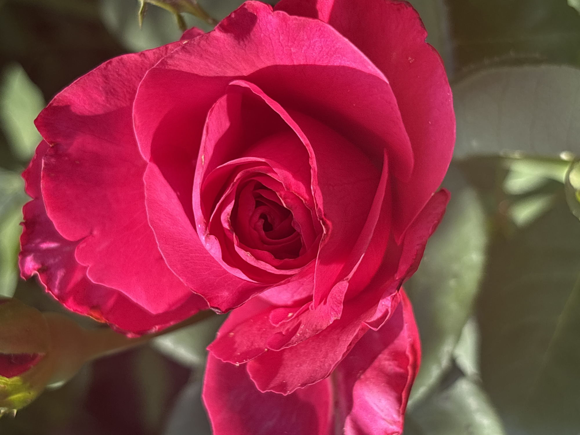 A close-up, slightly angled shot captures a vibrant, fuchsia-pink rose in full bloom. The rose's petals are intricately layered, with a tightly furled center showcasing the spiral pattern of its development. The edges of some petals are slightly ruffled, and a few tiny water droplets or specks are visible on their surface. Sunlight illuminates the rose, creating bright highlights and deep shadows that emphasize the texture and form of the petals. In the upper left background, a partially visible rose bud, also fuchsia-pink, is slightly out of focus, its sepals forming a pointed cap. The lower portion of the image shows blurred green foliage, suggesting the rose is growing outdoors, possibly in a garden. The scene is devoid of any human presence or recognizable man-made structures. The location is specified as Yanvartsev Rural District, Kazakhstan, implying an outdoor natural setting within this region.