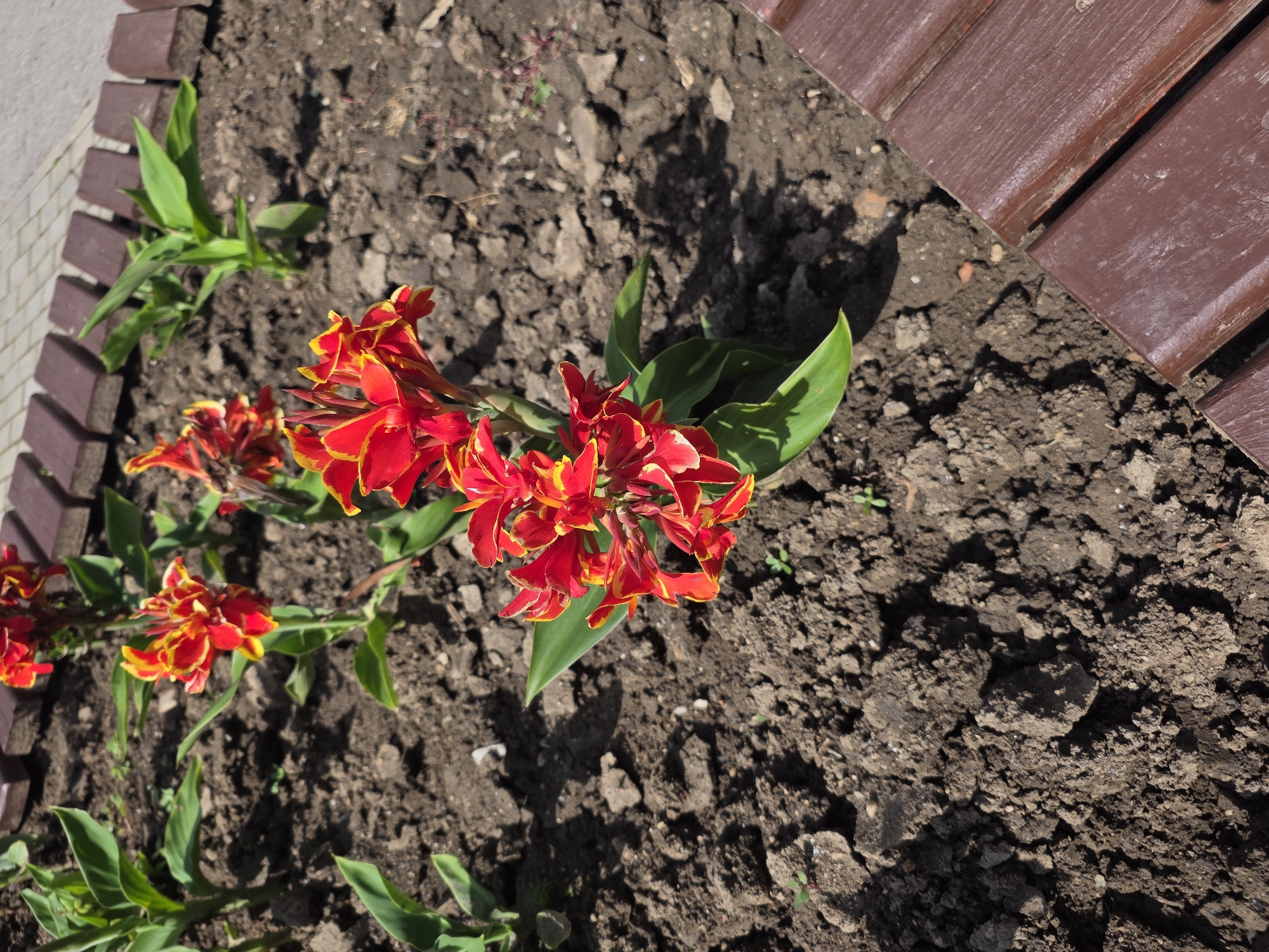 In an outdoor garden setting within Targovishte, Bulgaria, several Canna lilies with vibrant red and yellow flowers are in bloom. The plants are situated in dark, cultivated soil, and appear to be part of a landscaped area. In the background, a walkway or border constructed of reddish-brown wooden planks is visible, suggesting a park or a well-maintained garden. The scene is illuminated by sunlight, casting shadows on the ground. No people are present in the image.