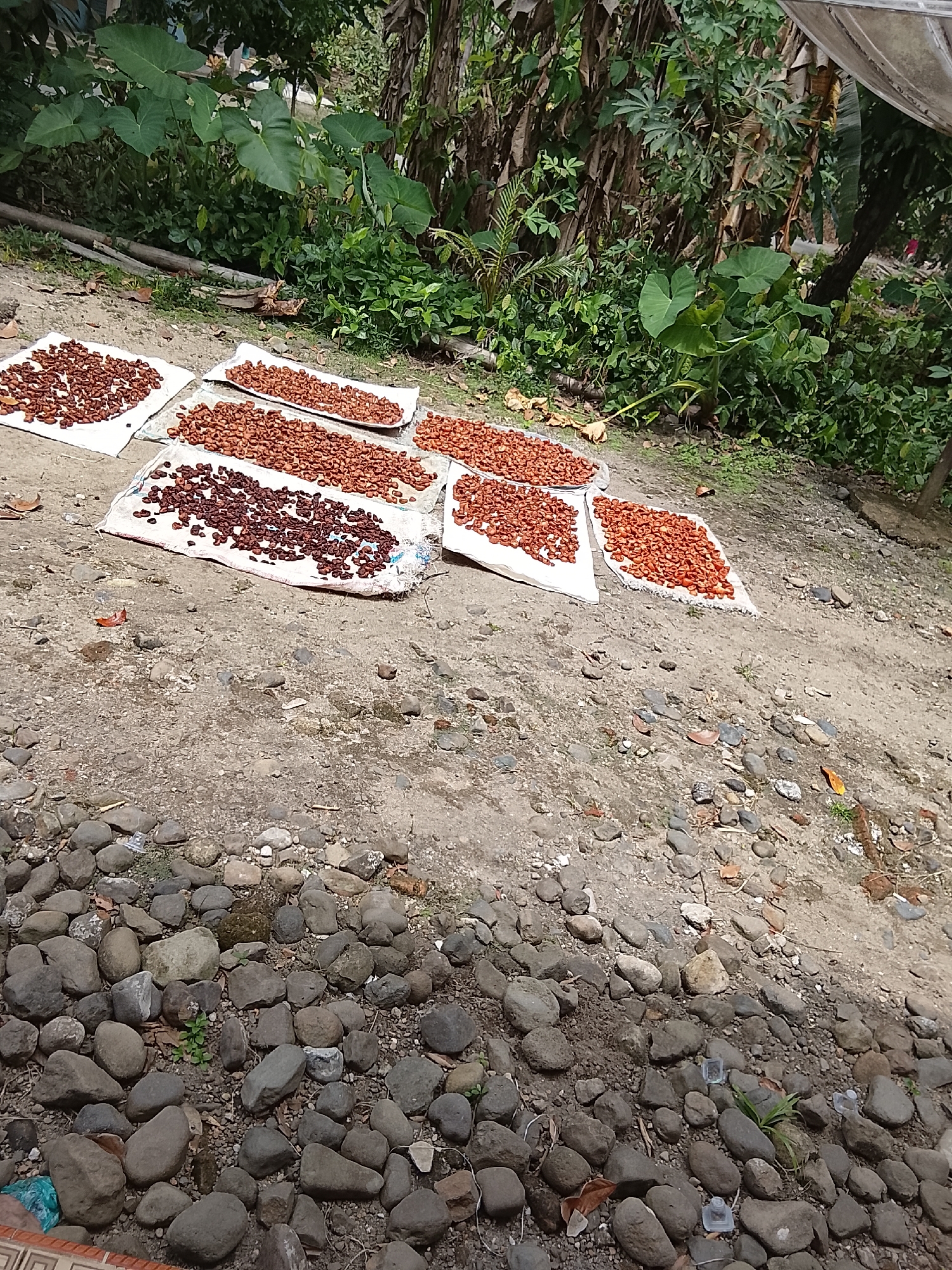 In Campago Barat, Indonesia, dried cacao beans are spread out on white cloths on the ground to sun-dry. The beans are arranged in multiple rectangular piles, with some piles appearing darker brown and others a lighter reddish-brown. The cloths are laid directly on a dirt and gravel surface. In the background, lush green vegetation and trees are visible, suggesting a rural or garden setting. The overall scene depicts a common agricultural practice of drying harvested cacao beans outdoors.