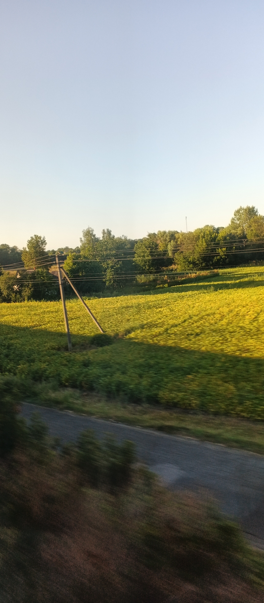 A low-angle, eye-level shot captures a sunlit rural landscape with a bright, clear sky. In the foreground, a blurred asphalt road runs diagonally from the bottom left corner towards the center right. Beyond the road, a field of yellow flowers, likely sunflowers, stretches into the distance, casting long shadows from overhead wires and a wooden utility pole. The pole is positioned in the middle ground, with two angled wooden braces supporting it. A line of green trees forms a backdrop behind the field, with some taller trees interspersed with smaller ones. The overall impression is of a warm, late afternoon scene in the countryside near Khlystunivka, Ukraine.