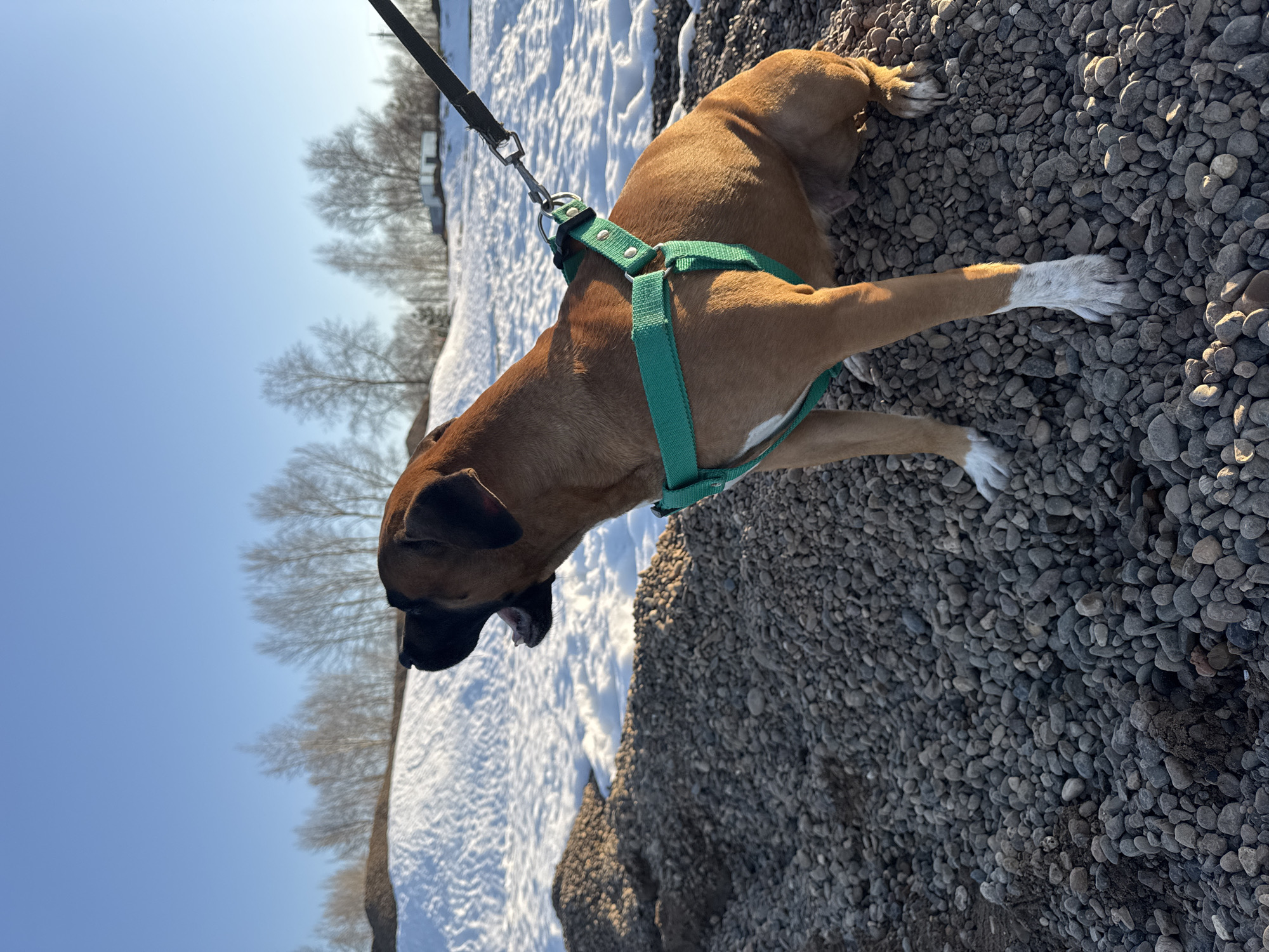 A boxer dog wearing a green harness is lying on a pile of small, gray rocks. The dog is light brown with white paws and a black muzzle. A black leash is attached to the harness. In the background is a snow-covered area, bare trees, and a clear blue sky. The location is likely Chaikovsky, Russia.