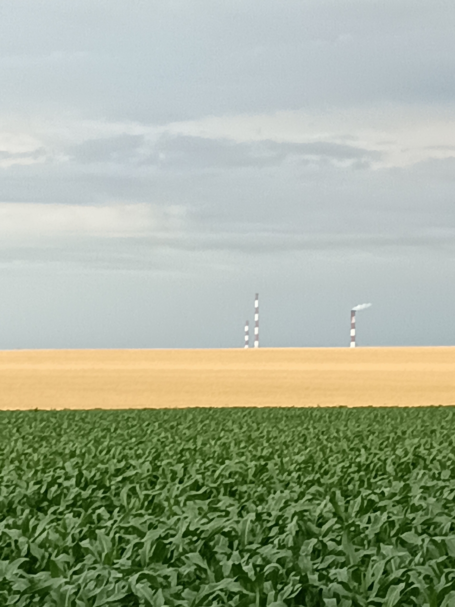 In a landscape view of Gartz (Oder), Germany, two fields are visible. The foreground is occupied by a dense field of green crops, likely corn, stretching across the frame. Behind this, a contrasting field of dry, golden-brown vegetation, possibly harvested wheat or barley, creates a horizontal band. In the distance, three tall, cylindrical structures resembling industrial smokestacks stand against a cloudy, grey sky. The smokestacks are striped with white and red bands, and one of them is emitting a plume of white smoke. The scene depicts a rural or semi-industrial setting.