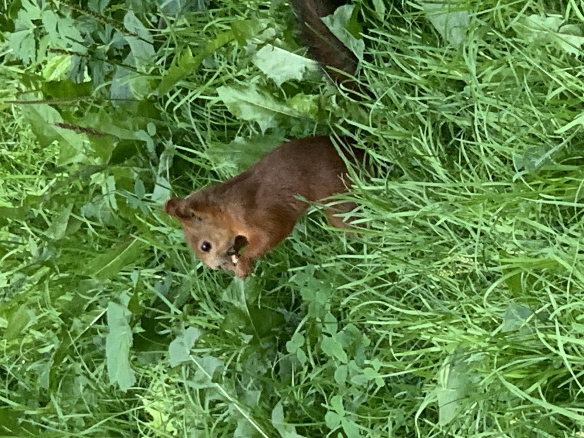 A reddish-brown squirrel is eating something in a patch of green grass and leaves. The squirrel is positioned in the center-right of the frame, facing left and holding a small object in its paws to its mouth. Its eyes are visible as dark spots, and its ears are pointed. The surrounding vegetation is dense and varies in shades of green, with some leaves appearing lighter and others darker. The scene appears to be outdoors in a natural setting. There is no indication of the city of Prokopyevsk, Russia, or any specific urban environment in the image.