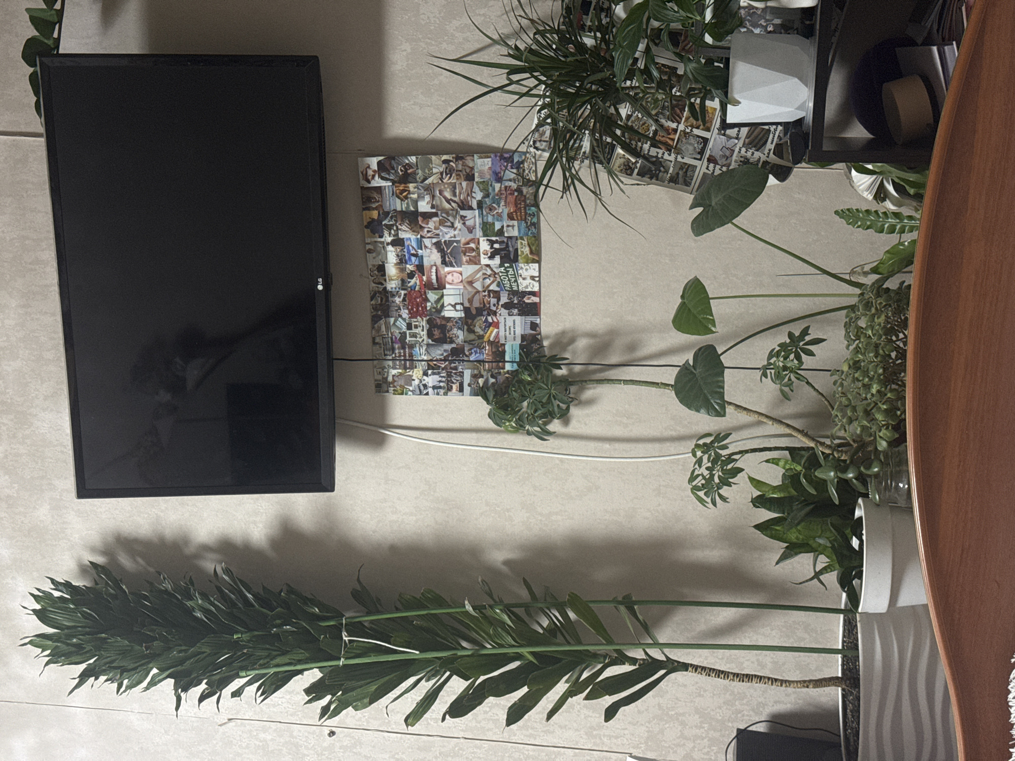 The image depicts an indoor scene, likely a residential room, featuring a collection of houseplants and a television mounted on a wall. A tall, leafy plant in a white, wavy pot stands on the left, supported by green stakes. To its right, a smaller plant with broad leaves is visible. Further to the right, a collage of small photographs is affixed to the wall above a black flat-screen television. A network of white cables runs along the wall. In the foreground, a wooden surface, possibly the back of a piece of furniture, is present. Various other plants in pots and a glass jar are arranged on a shelf to the right, with another smaller collage of photographs or images visible behind them. The lighting suggests artificial indoor illumination, casting shadows on the wall. There are no individuals visible in the image. The specific location within Izhevsk, Russia, cannot be determined from the visual information provided.