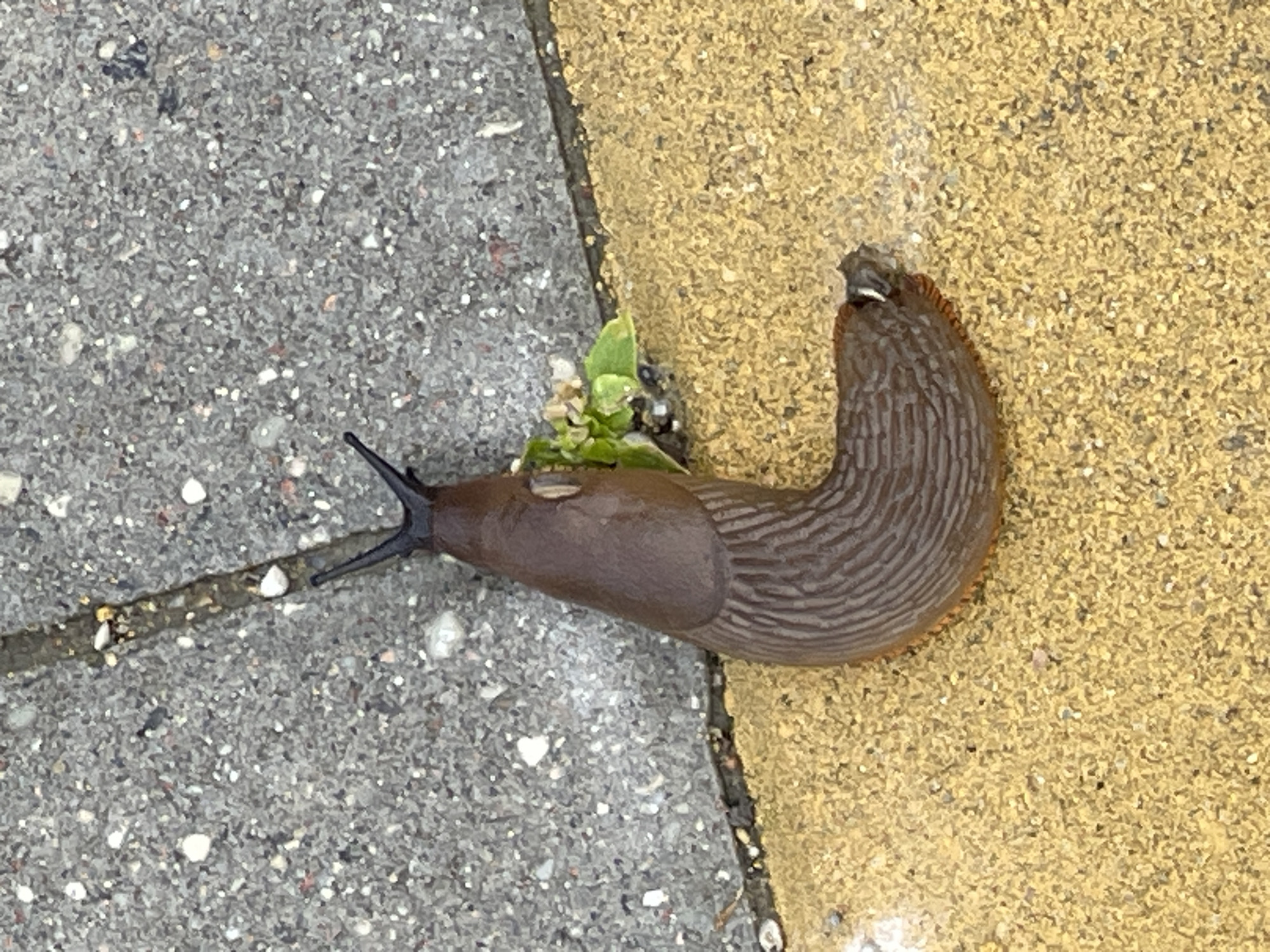 A brown slug is positioned diagonally across a textured surface, with its head pointing towards the upper left corner. The slug's body is segmented with vertical lines, and it has two dark, upward-pointing tentacles. A small cluster of green leaves is growing near the slug's head. The surface beneath the slug appears to be composed of two different textures and colors: a rough, gray, speckled material on the left and a finer, yellow, granular material on the right, separated by a dark line. This scene is located on a paved surface, likely a sidewalk or pathway, in the city of Zelenogradsk, Russia.