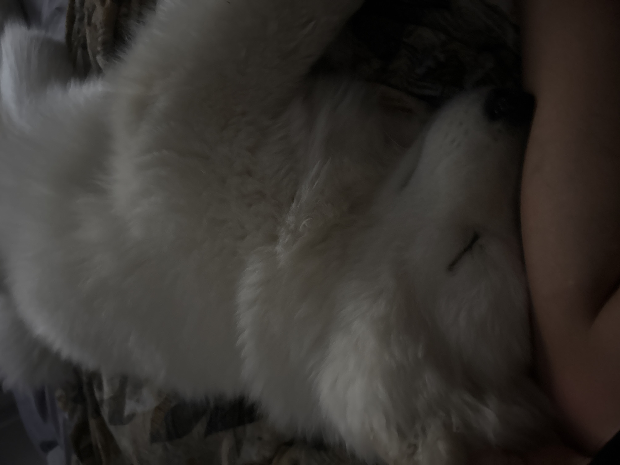 A white dog is lying on a bed with a person. The dog is lying on its side, with its head resting on the person's arm. The dog's fur is long and fluffy. The bed is covered in a patterned blanket. The location is Chaikovsky, Russia.