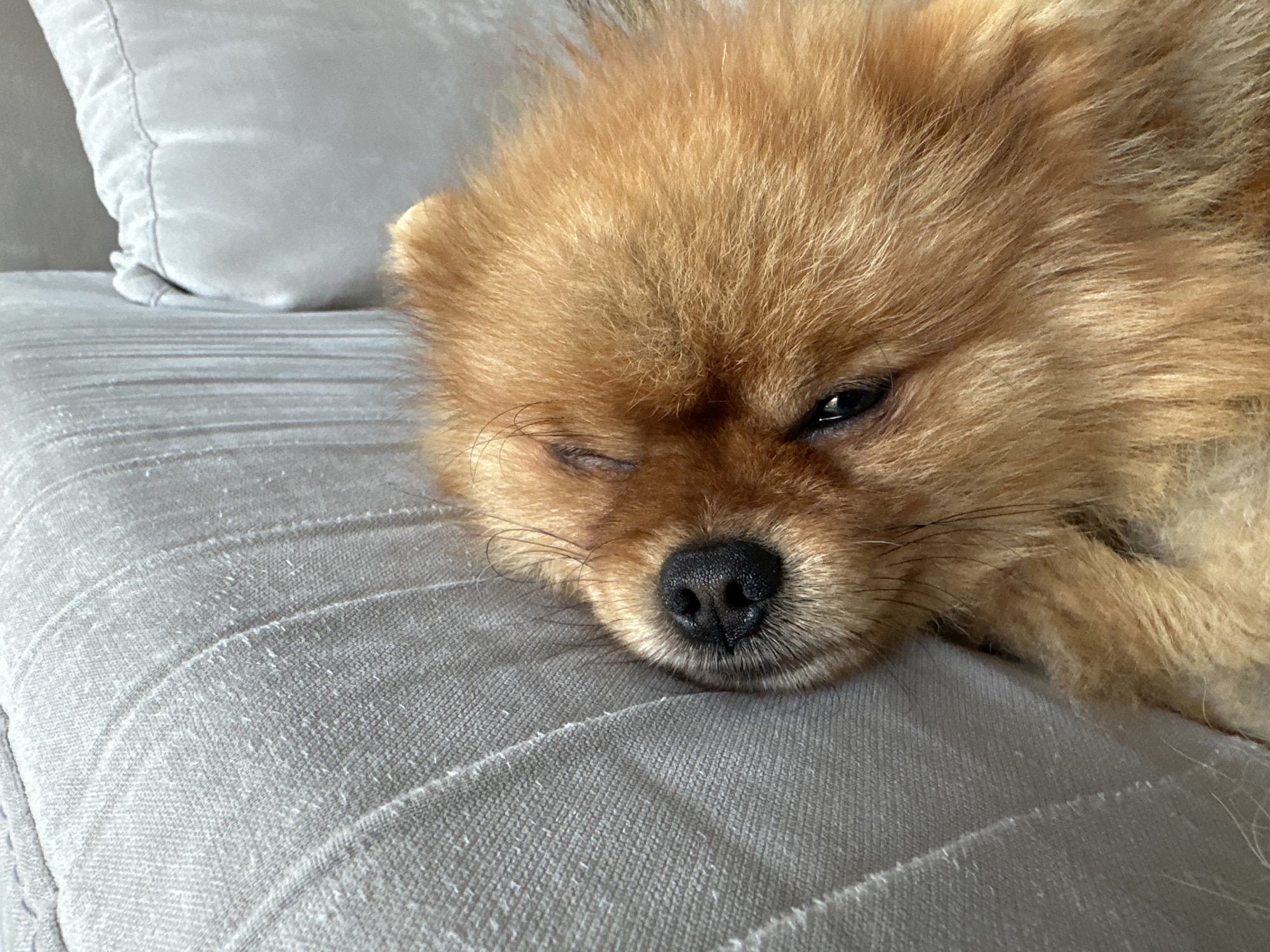 A Pomeranian dog is sleeping on a grey fabric sofa in Asenovgrad, Bulgaria. The dog is light brown with fluffy fur and its eyes are partially closed. The sofa has textured fabric with visible stitching and some loose fibers. A grey pillow is visible in the background. The lighting suggests it is daytime indoors.