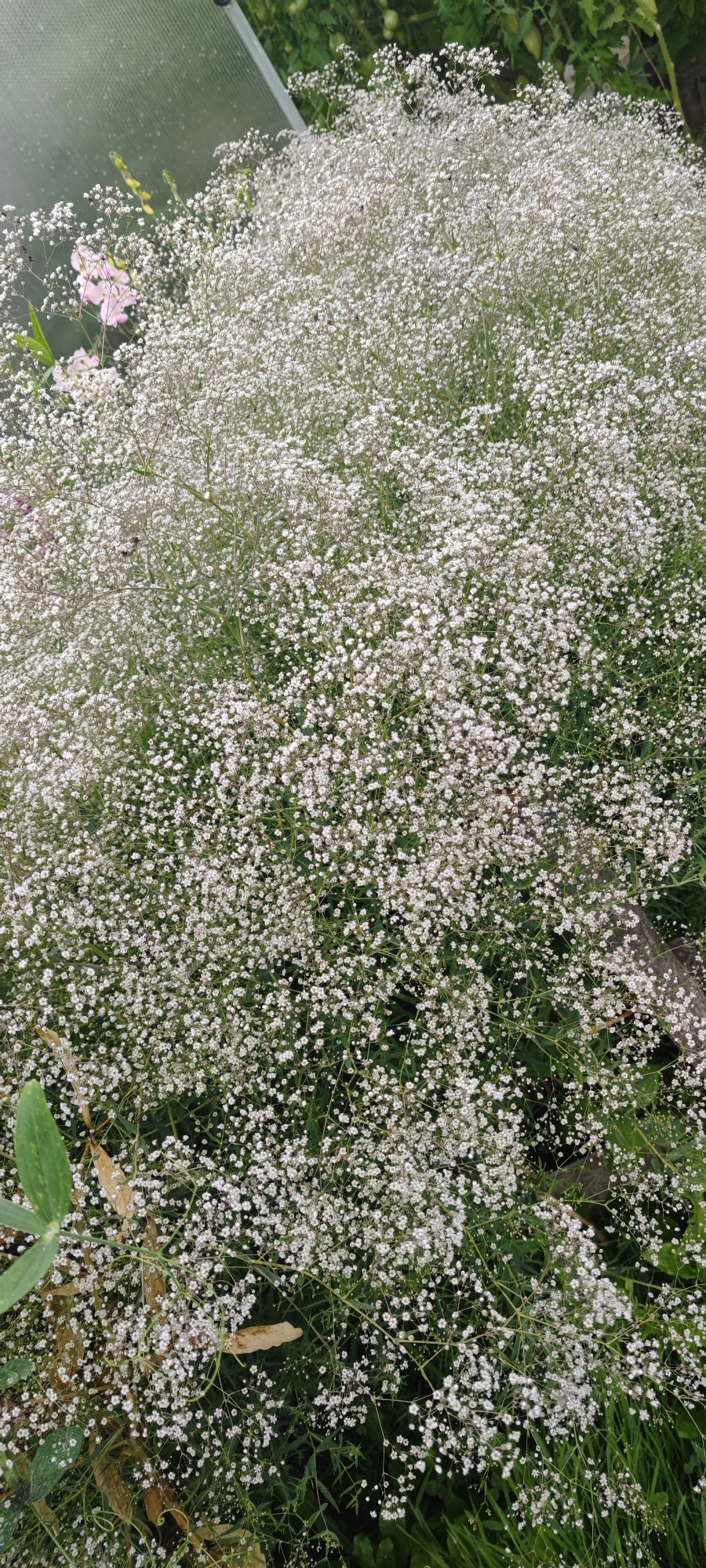 The image captures a dense cluster of white baby's breath flowers, also known as Gypsophila, in full bloom. The delicate, tiny white flowers create a cloud-like effect, obscuring much of the green foliage beneath. Some hints of pink flowers can be seen in the upper left corner, and a large green leaf is visible in the lower left. The background is a mix of green leaves and a blurred structure, possibly a greenhouse or a fence, suggested by a translucent panel in the upper left. The overall impression is of a lush, overgrown garden. The location is specified as Пацейкаўскі сельскі Савет, Belarus. There are no people or visible actions in the image.