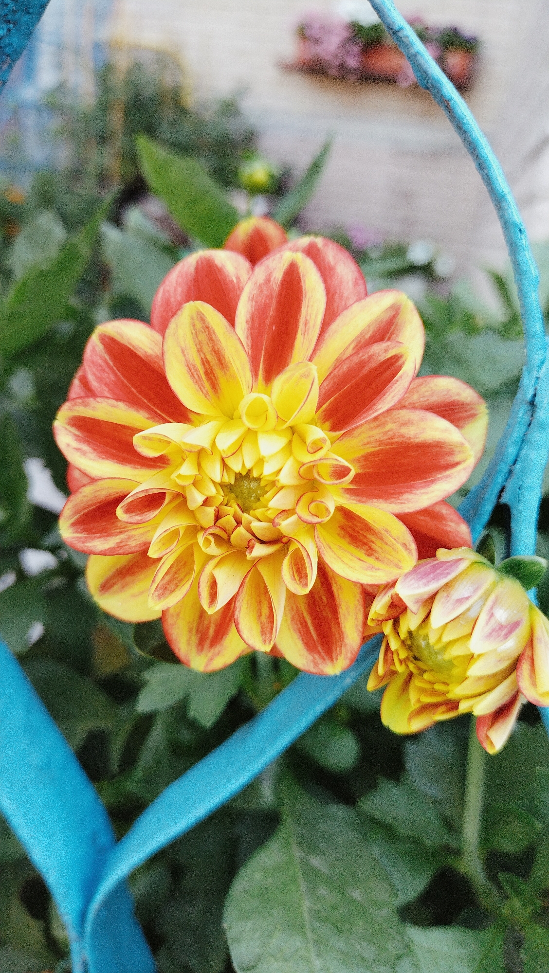 This is a close-up, vertically oriented, eye-level shot of a bicolor dahlia flower with orange and yellow petals. The flower is in full bloom, with tightly curled petals at the center and more open, spoon-shaped petals radiating outwards. A smaller, partially bloomed dahlia bud is visible to the lower right. The flowers are set against a backdrop of green foliage, with a bright blue, curved metal rod or frame in the foreground. The scene appears to be outdoors in a garden setting. The location of Horishni Plavni, Ukraine, is not discernible from the visual information present in the image.