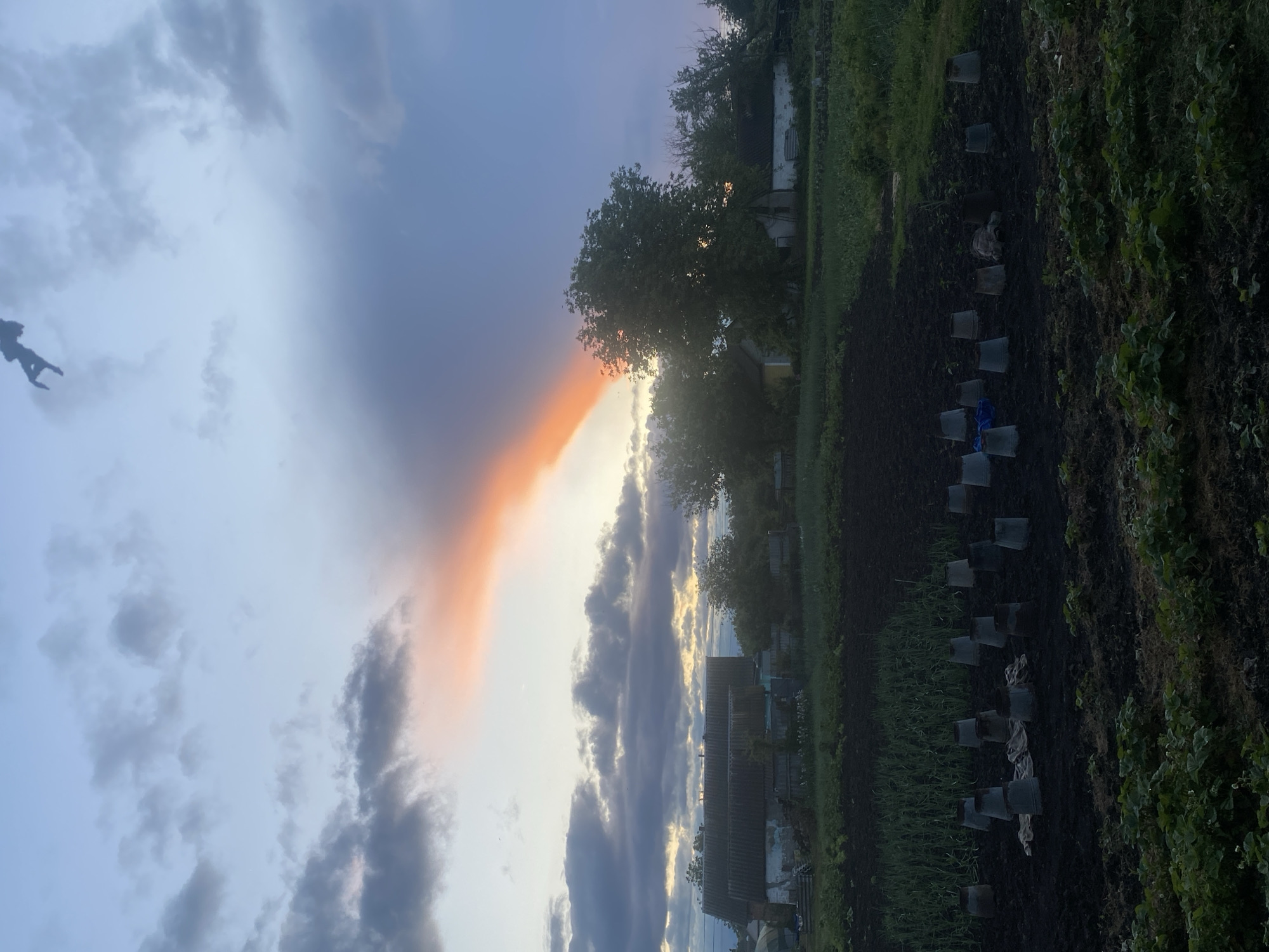The image shows a rural scene in Ustyvytsia, Ukraine, at dusk or dawn. The sky is dramatic, with blue and grey clouds transitioning into a bright orange glow near the horizon. In the foreground, a cultivated garden is visible, with rows of plants partially covered by translucent plastic containers. Beyond the garden are trees and glimpses of houses. The presence of a small shape that resembles a flying person in the upper left area of the sky may be an artefact.
