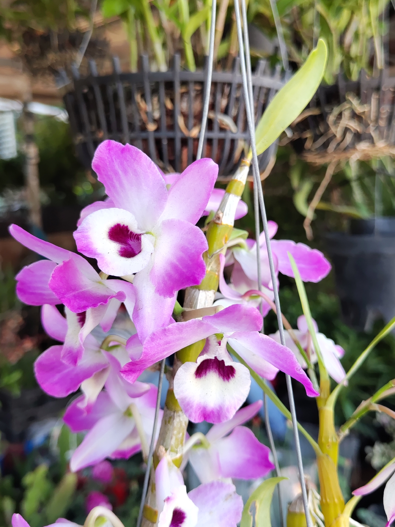 A close-up photograph showcases a cluster of vibrant pink and white orchids, known as *Dendrobium nobile*, in full bloom. Each flower has a distinctive purple-burgundy center, surrounded by a crisp white ring. The petals fade from white at the center to a rich pink towards the edges.
The orchids are attached to a green and brown stem, which appears to be part of a hanging plant display. The stems are secured with a green tie. Thin, silver wires from the hanging mechanism intersect the view.
In the background, there are other plants and hanging baskets, suggesting a garden or nursery setting. Black plastic baskets filled with plants are visible, indicating this might be a commercial or well-maintained residential garden.
While the photograph doesn’t explicitly confirm the location, the presence of *Dendrobium nobile* orchids and the style of plant display aligns with the common horticultural practices found in Da Lat, Vietnam. However, without additional specific details, a precise pinpoint location within Da Lat cannot be determined.