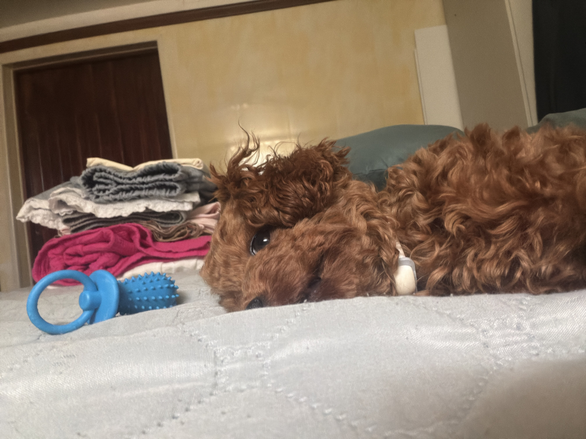 The image shows a small, fluffy, red-brown toy poodle lying on a light gray, textured surface, likely a bed. The dog's head is resting on the surface, with its body extending to the right, mostly out of frame. The dog's large, dark eye is visible, looking towards the left. A blue chew toy with a ring and a spiky ball is positioned on the surface in front of the dog. Behind the dog and to the left, a pile of neatly folded clothes in various colors, including pink and gray, is visible. The background consists of a plain, light yellow wall and a dark brown door or wardrobe. A hint of a dark green pillow is visible behind the dog's head. The lighting suggests it is daytime, and the indoor setting appears to be a bedroom. The dog's expression is calm and relaxed, possibly resting. No visible text is present in the image.