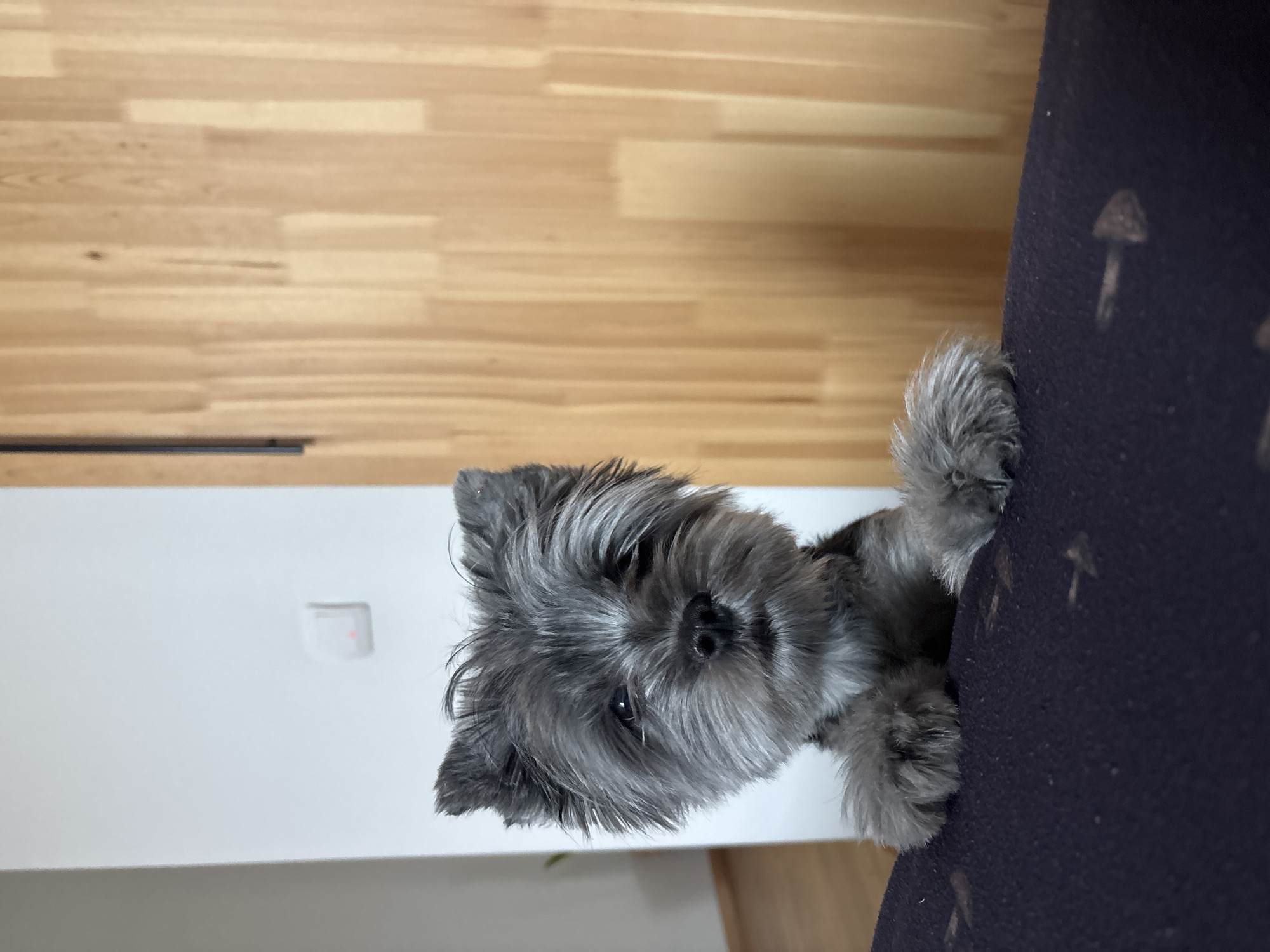 A small, gray-haired dog, likely a Yorkshire Terrier or similar breed, is perched on the edge of a dark blue upholstered piece of furniture, possibly a sofa or chair. The dog's paws are visible gripping the fabric. The background includes a white wall with a light switch and a light-colored wooden floor. There is no information in the image to place it in Chaikovsky, Russia.