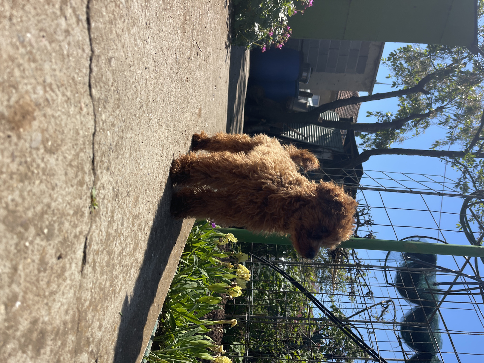 A small, brown poodle stands on a concrete ledge beside a garden in Sofia, Bulgaria. The garden contains yellow tulips and purple flowering plants. Behind the garden is a metal fence and a partial view of a house with a corrugated metal roof and tree branches. The sky is blue.