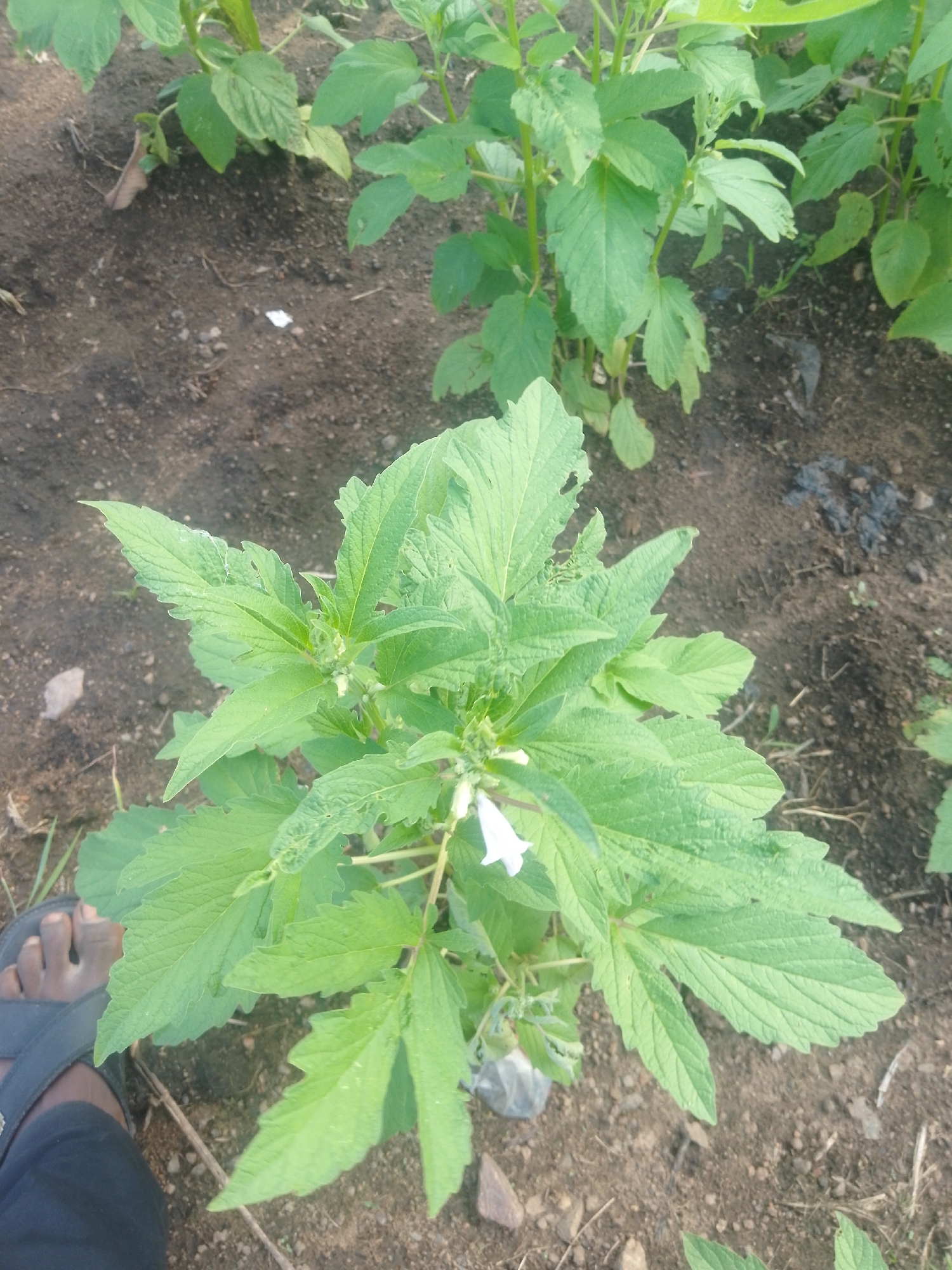 The image shows a close-up view of a plant with broad green leaves and a small white flower. The plant is growing in dark, moist soil, with other similar plants visible in the background. A person's foot, wearing a sandal and black pants, is visible in the lower left corner of the image, suggesting a human presence in the scene. The overall environment appears to be an outdoor agricultural setting.