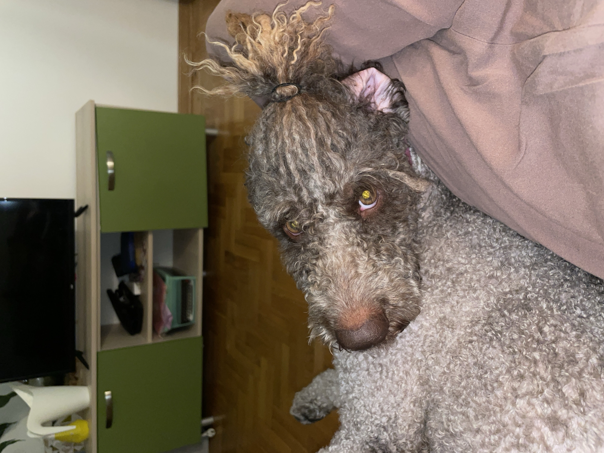 A Lagotto Romagnolo dog with gray-brown curly fur and a topknot is lying on a light-colored, textured surface, possibly a bed or blanket. The dog's head is tilted and it's looking directly at the viewer with yellow-brown eyes. The background includes a green cabinet and wooden flooring. There are no people visible in the frame. It is unknown if this image was captured in Boreti, Montenegro.