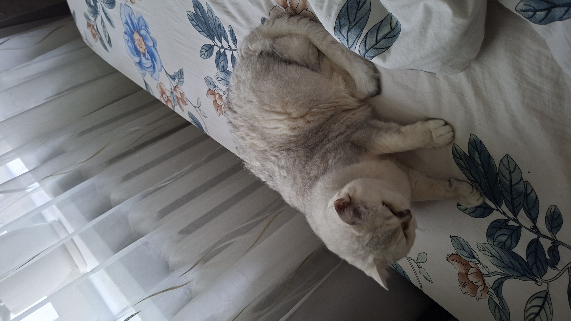 A light-colored cat with grey markings is lying on a bed with floral-patterned sheets. The cat is positioned in the center of the frame, curled up with its head down. The bed is next to a window with sheer white curtains, through which diffused sunlight is entering. The overall environment appears to be indoors, likely a bedroom. No information about the city of Myadzyel, Belarus is present in the image.