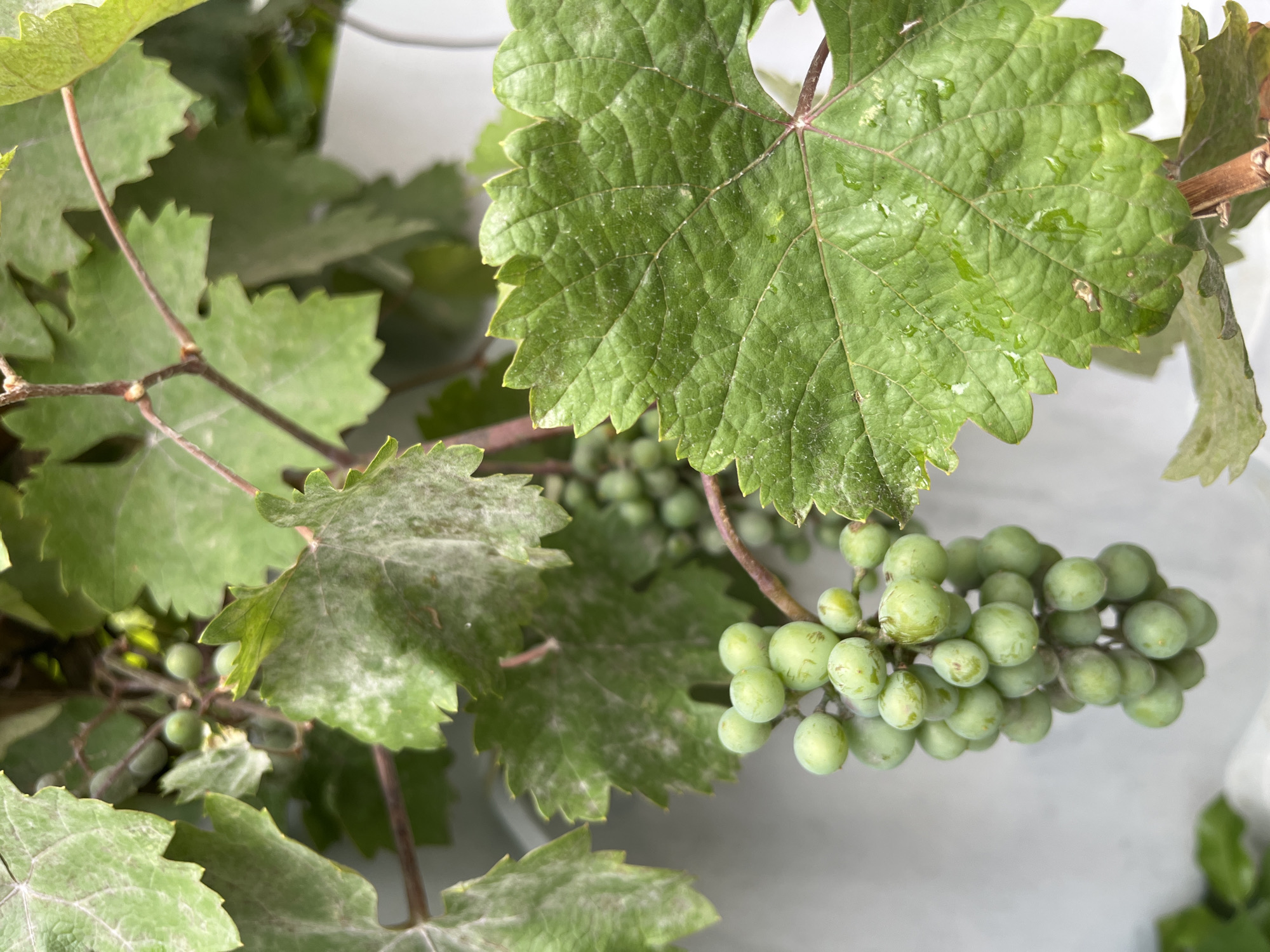 This image shows a close-up of an unripe bunch of green grapes hanging from a vine. The grapes are small and round, clustered together on a stem. Several large, green grape leaves surround the bunch. The leaves have serrated edges and visible veins, with some appearing dusty or showing signs of mildew. Water droplets are visible on some of the leaves, suggesting recent watering or rain. The background is a blurred white surface, possibly a wall or fence. There are no people or animals present in the image. The scene is outdoors and appears to be from a garden or vineyard setting. There is no information in the image to indicate the location in the city of Shymkent, Kazakhstan.