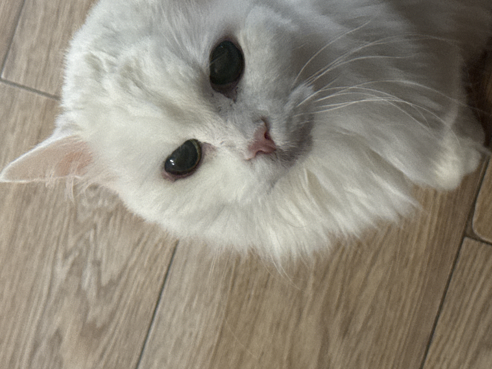 A close-up, high-angle shot captures a fluffy white cat with dark eyes and a pink nose resting on a wooden floor. The cat's gaze is directed towards the left of the frame. The wooden floorboards are visible in the background, showing a light brown, textured pattern. The cat's fur is predominantly white with some hints of light gray, and its long whiskers extend outwards. The image does not provide any information about the city of Zelenograd, Russia, or any specific location.