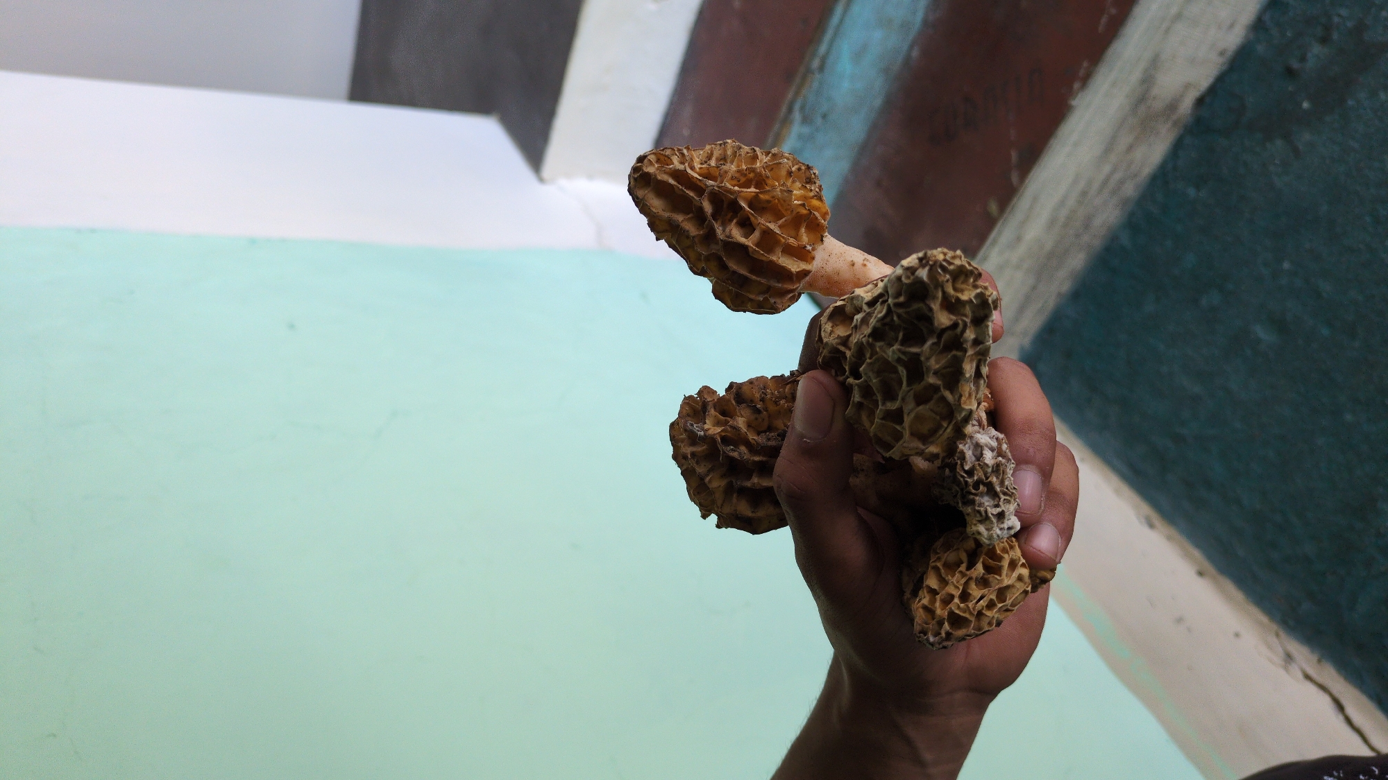A hand holds three morel mushrooms against a backdrop of painted walls in Haini, India. The mushrooms, varying in size and color from light brown to dark gray, display a distinctive honeycomb texture. The hand holding them is dark-skinned and appears to be male. The walls behind the hand feature a color scheme of light green, white, gray, and a shade of dark teal with brown.