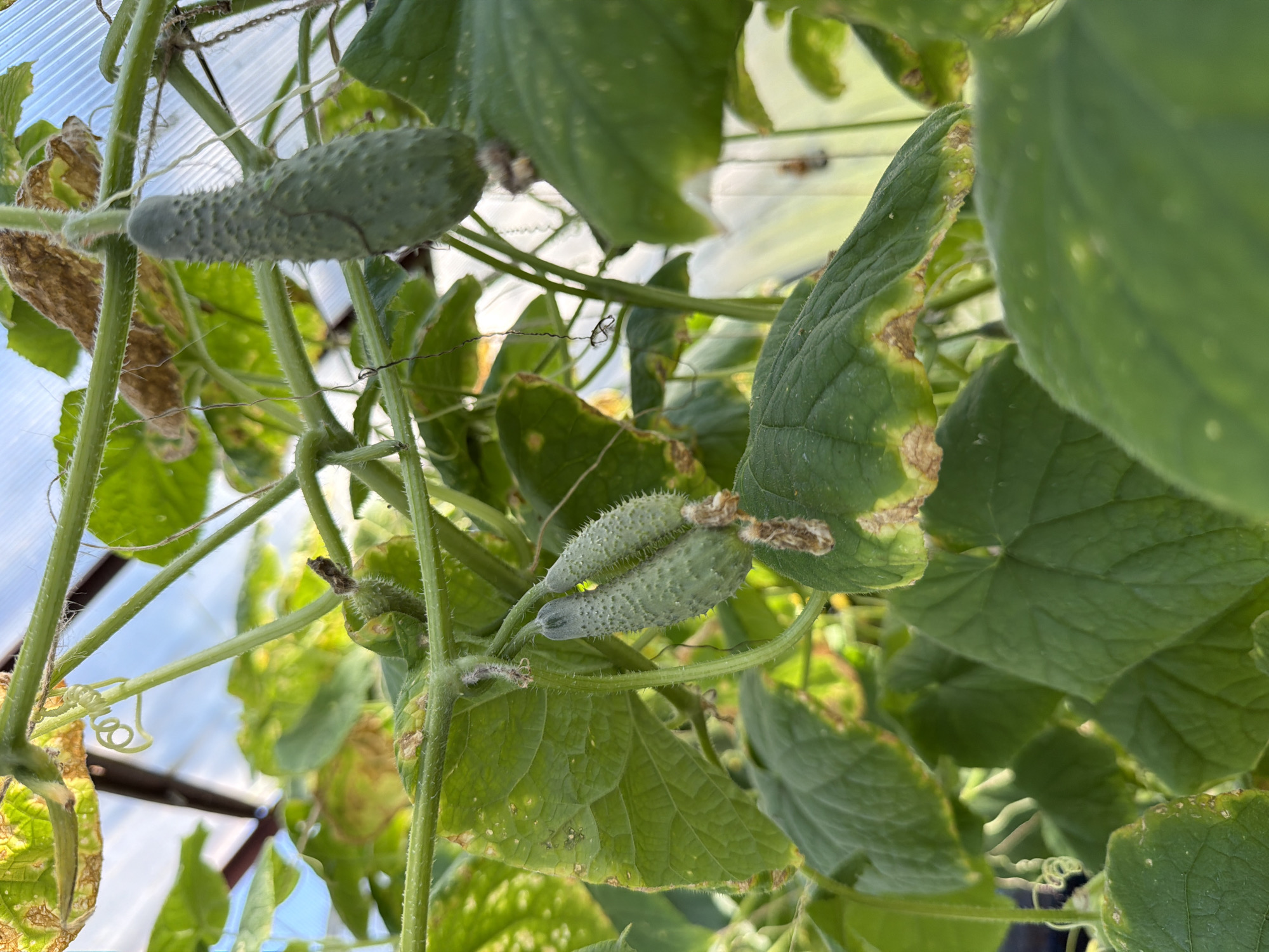 A close-up, low-angle shot captures a cucumber plant growing indoors, likely in a greenhouse. The focus is on developing cucumbers and the plant's foliage. A single, spiny cucumber hangs from a thick, green stem in the upper right portion of the frame. Below and slightly to the left, two smaller cucumbers are clustered together, also exhibiting spines. The surrounding leaves are a vibrant green, though some show signs of browning and damage along the edges. The plant is supported by thin, green vines and tendrils, one of which curls in a spiral shape. The background is blurred, revealing a hazy, bright sky and the structure of the greenhouse, possibly made of metal poles and translucent sheeting. The image does not depict any people or interactions.