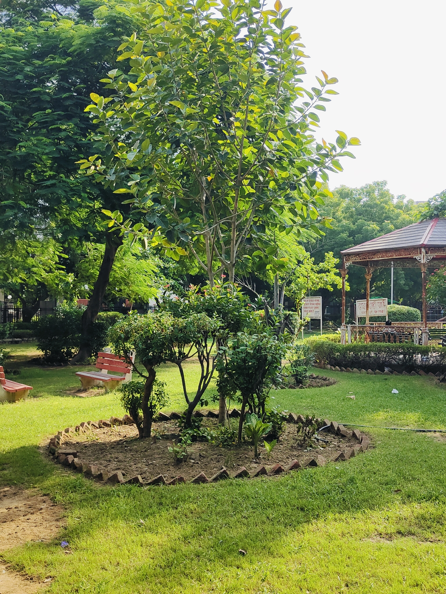 This is a medium shot of a lush green park in Gurgaon, India, bathed in bright daylight. The foreground is dominated by a vibrant green lawn with a path of dirt to the left. In the middle ground, a circular garden bed, bordered by bricks, contains a small, leafy tree and several smaller shrubs.
To the left of the garden bed, a red and white park bench sits on the grass. Further back, another similar bench is partially visible. Behind the benches, a dark metal fence and more foliage suggest the park's boundary.
In the background, a hexagonal gazebo with a brown roof and ornate brown metalwork stands prominently. Several signs with Hindi text are visible near the gazebo, one of which is larger and white, and another smaller one to its left. The park is surrounded by abundant trees, with dense green foliage creating a serene, natural ambiance. The sky is bright and appears mostly clear, with hints of white suggesting a sunny day. There are no people visible in the image.