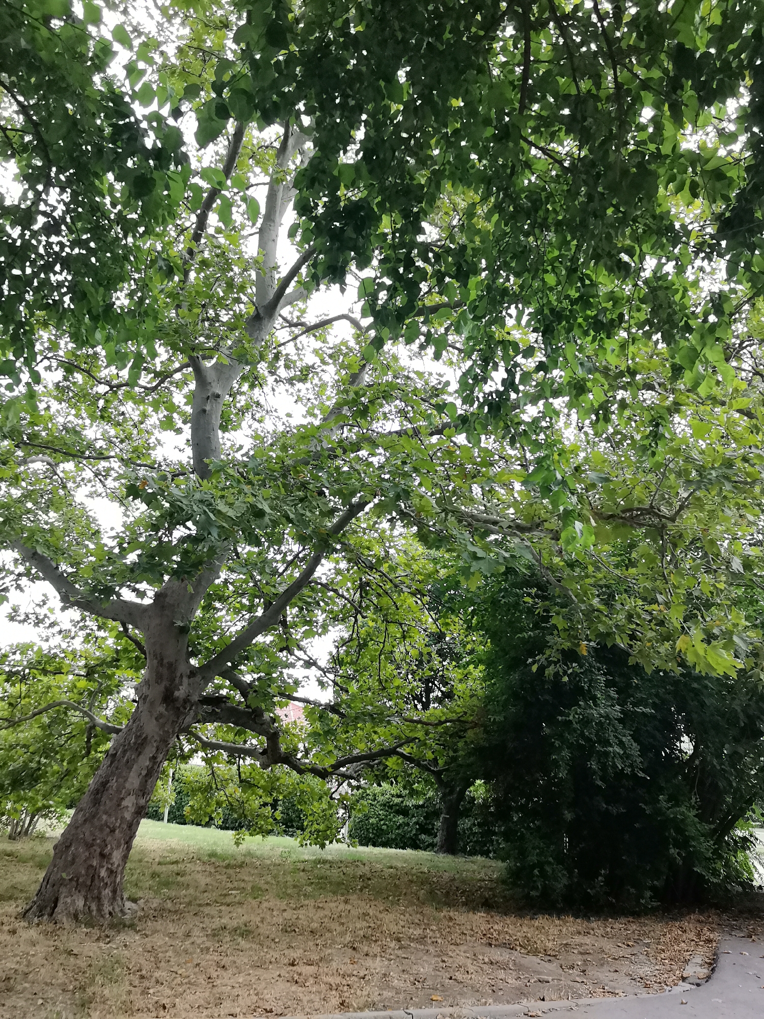 The image depicts a large, mature tree with a thick, gnarled trunk and spreading branches covered in vibrant green foliage. The tree is situated on a grassy incline, with dry, fallen leaves scattered on the ground around its base. In the background, dense green foliage of other trees and shrubs creates a natural backdrop, with a hint of a building with an orange roof visible through the leaves on the left side. The sky above is overcast with a pale, washed-out appearance. The overall scene suggests an outdoor setting, likely a park or a garden area within the city of Uspenivka, Ukraine. There are no people visible in the image, and the focus is entirely on the natural elements.