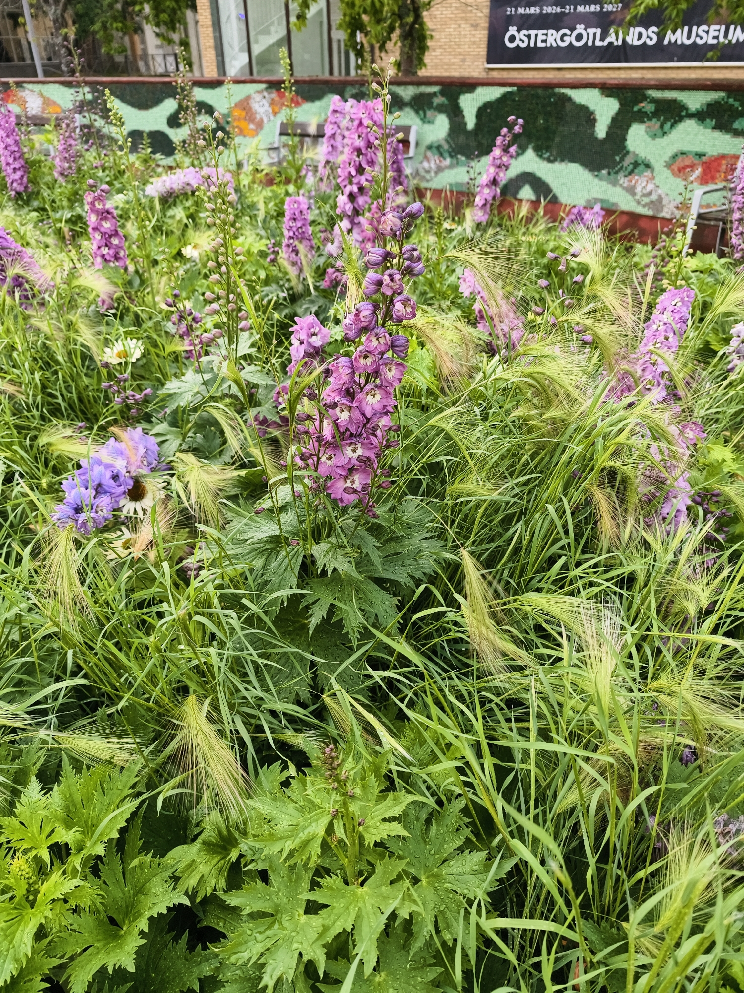 The image shows a close-up view of a garden bed filled with purple delphiniums, green grasses, and large, serrated green leaves, some of which are dotted with water droplets. In the background, a textured wall with a mosaic-like pattern of green, brown, and orange is visible, along with a black sign that reads "21 MARS 2026-21 MARS 2027 ÖSTERGÖTLANDS MUSEUM". This indicates the location is Östergötlands Museum in Linköping, Sweden, and the garden is likely part of its grounds. There are no people or animals visible in the image. The scene depicts a naturalistic outdoor setting with a focus on the flora.