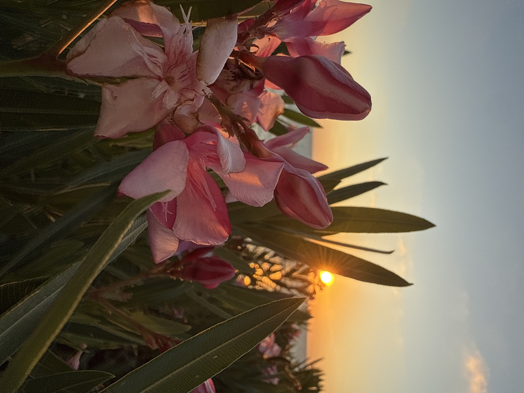 This is a close-up, eye-level photograph of pink oleander flowers and foliage against a sunset sky. The sun is setting over the sea in the background, with its rays visible through the leaves and flowers. The flowers in the foreground are slightly out of focus, with the sunlit petals catching the warm hues of the sunset. The leaves are a deep green, providing a contrast to the pink of the flowers and the orange of the sky. The scene appears to be set in a natural environment, possibly a park or garden, in Bat Yam, Israel. There are no people or animals visible in the image.