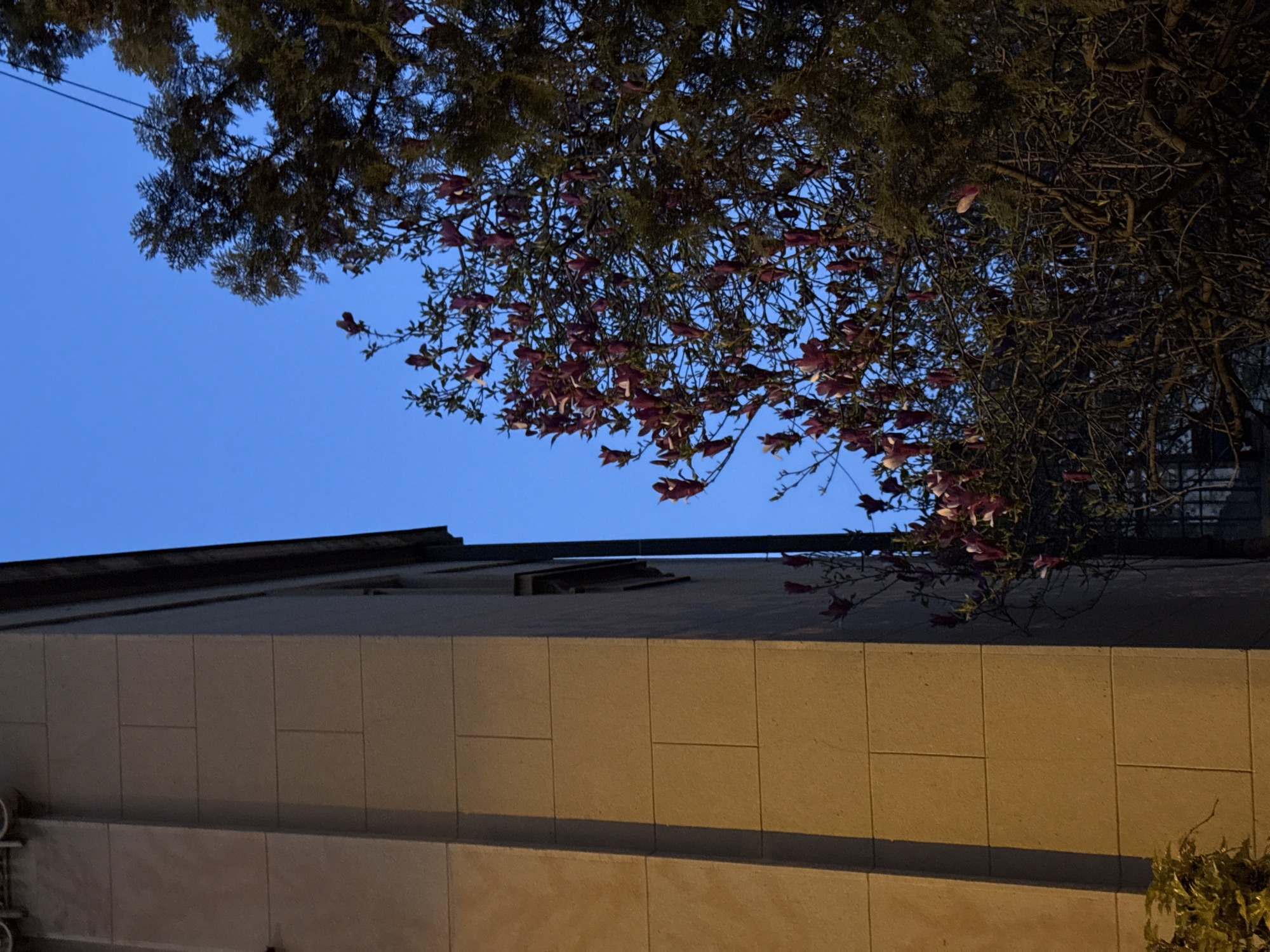 An evening exterior shot looking up at a building in Belgrade, Serbia. The building is low-rise, with a stone exterior of large, rectangular blocks. A dark roofline is visible at the top. In the sky, a blue gradient is seen fading to lighter tones near the horizon. Overhanging the building are tree branches, one densely leaved, and one with bare branches and a scattering of deep pink blossoms. A few leaves are visible in a patch of vegetation at the very bottom right of the image. A power line is visible in the upper left of the image.