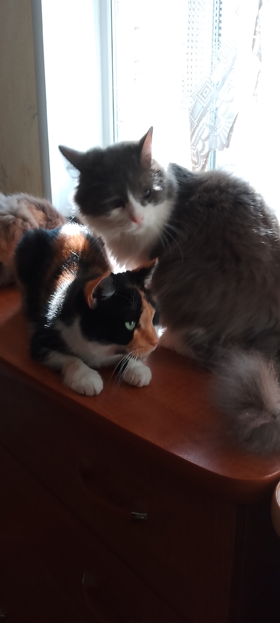 The image shows two cats in an indoor setting, likely a windowsill or a piece of furniture near a window. The cat in the foreground is a calico with black, white, and orange markings, lying down with its paws tucked beneath it. It has green eyes and is looking to the right. Behind it, a larger cat with gray and white fur is sitting. The background is dominated by a bright window with a lace curtain, suggesting daylight. The surface the cats are on appears to be a polished wooden dresser or table. The lighting creates strong highlights and shadows, indicating the sun is shining through the window. There is no indication of the city of Belgorod, Russia, in the image.