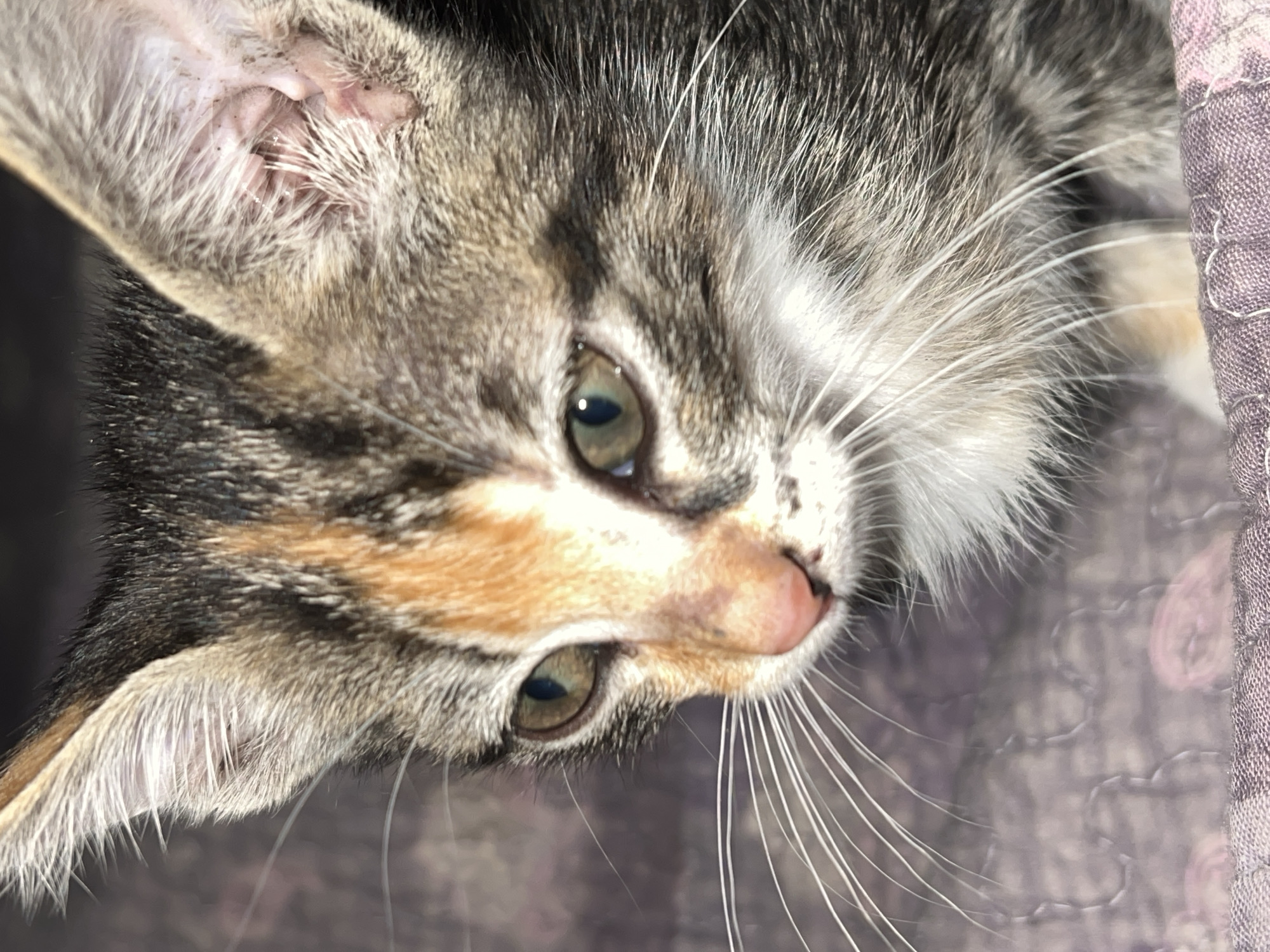 A close-up shot of a kitten with gray, black, tan, and white fur. The kitten has green eyes, a pink nose, and long, white whiskers. The kitten is lying on a quilted purple surface. The photo was not necessarily taken in Arica, Chile, as the image does not inherently reveal a location.