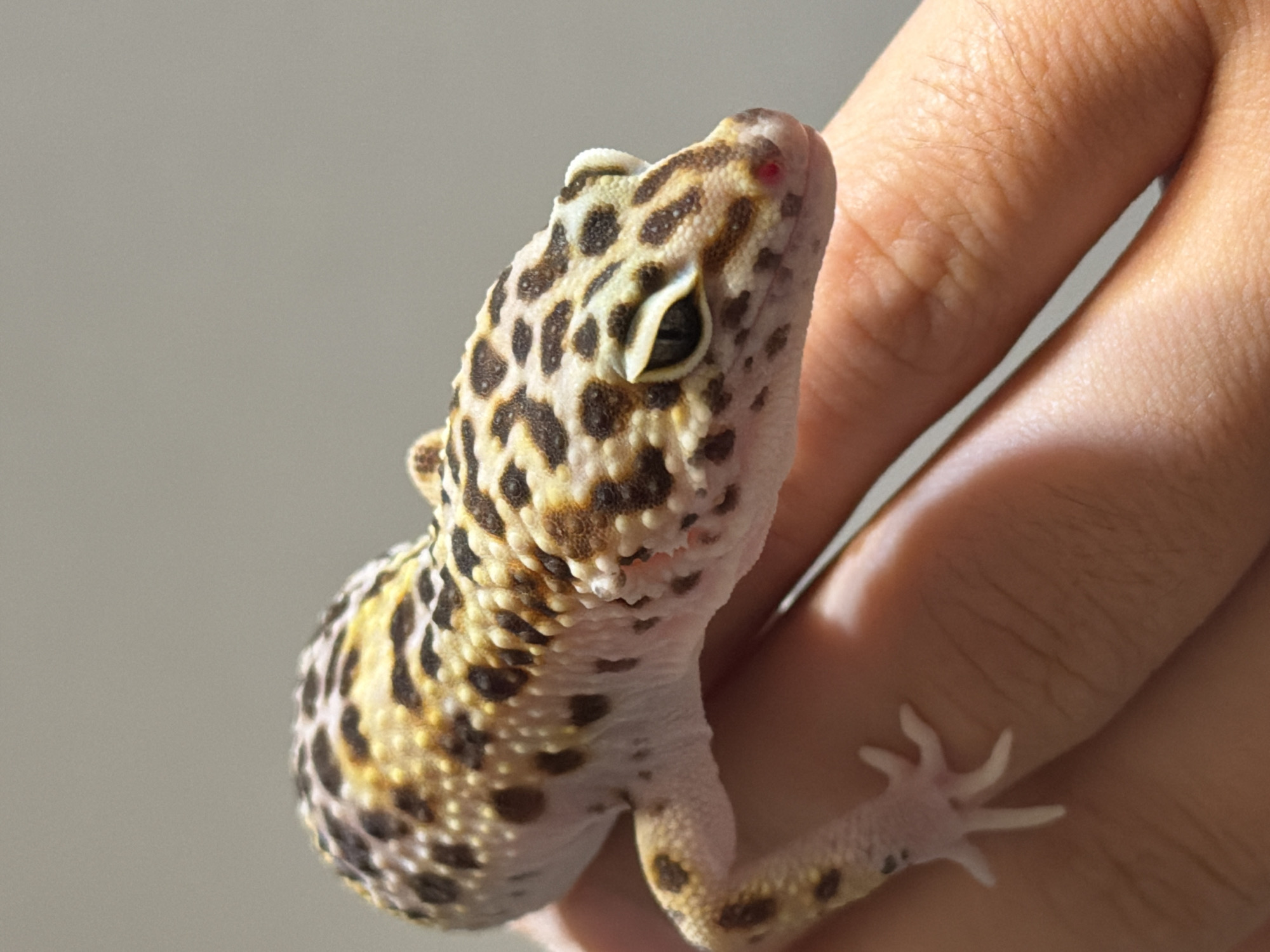 A spotted gecko is being held in a person's hand. The gecko has yellow, brown, and black spots on its head and body. Its skin is mostly pale with some darker spots. The person's hand is light-skinned. The background is a plain light grey. There is no indication of Izhevsk, Russia in the image.