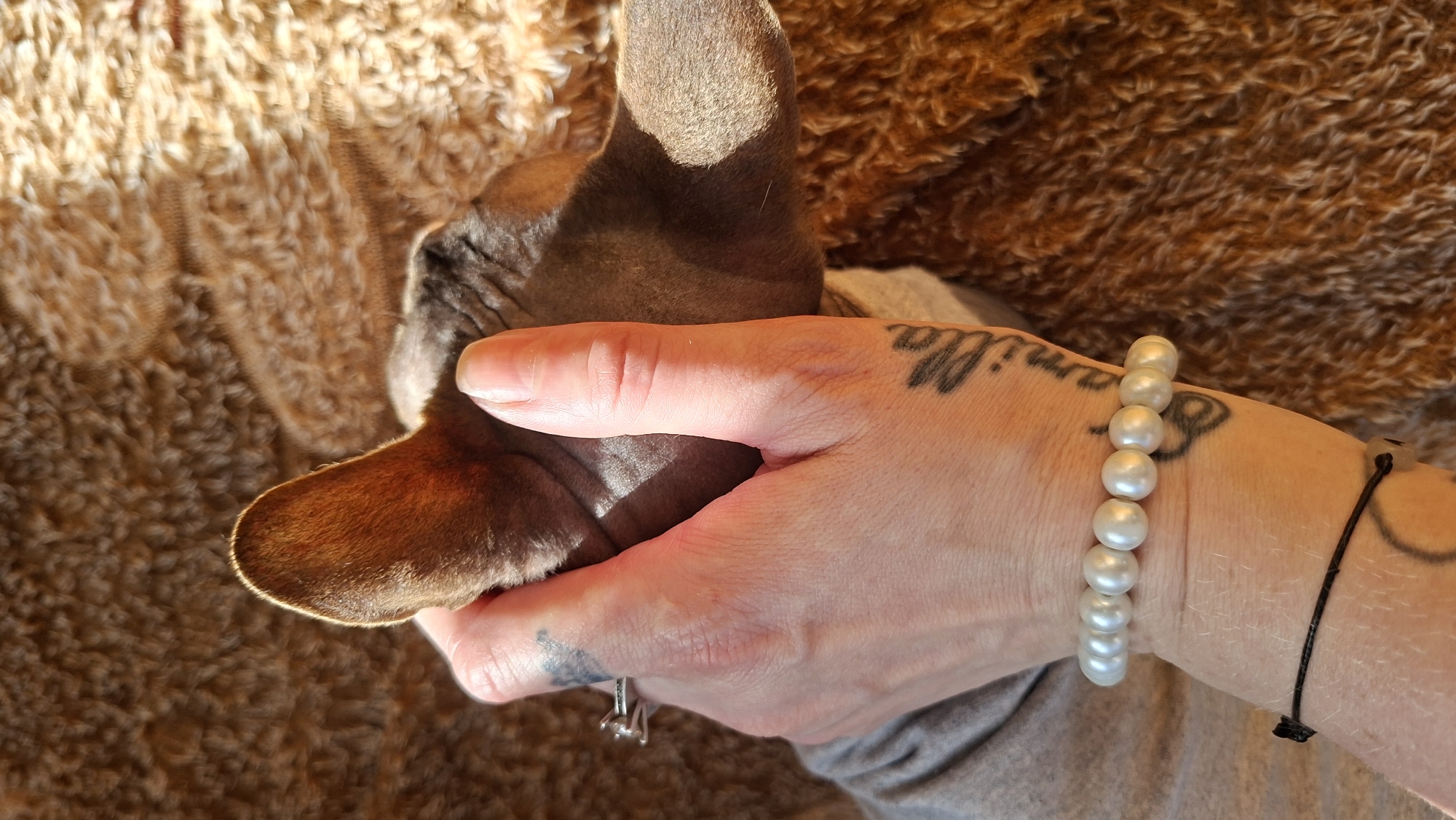 A person's hand is shown gently holding the head of a hairless cat. The cat's ear is visible and illuminated by sunlight. The person is wearing a grey shirt, a pearl bracelet, and a ring on their index finger. There are tattoos on the person's hand and arm. The background is a textured brown surface, possibly a blanket or rug. The scene appears to be indoors, given the lighting and soft furnishings.